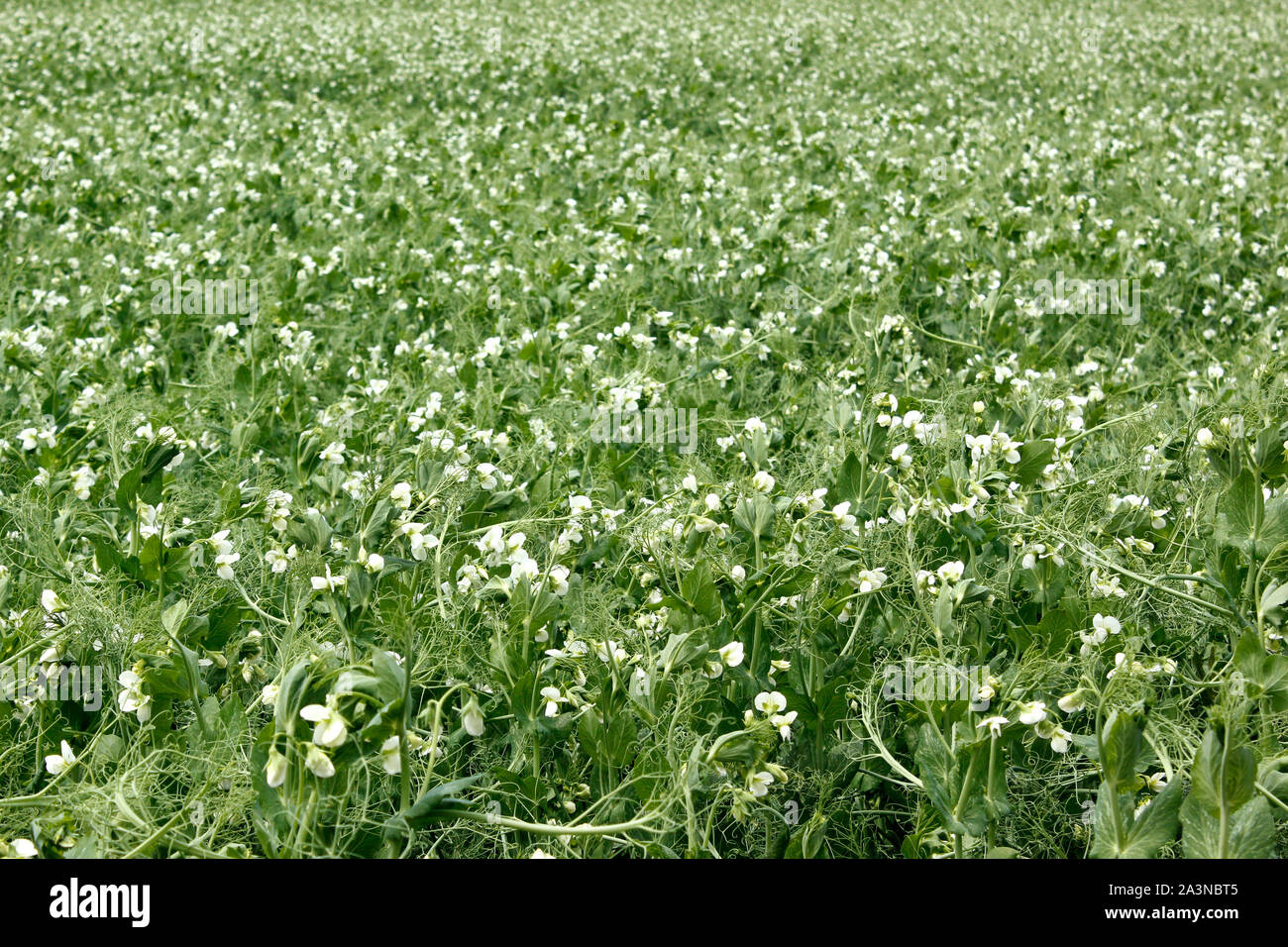 Plantes fourragères à fleurs blanches Banque de photographies et d'images à  haute résolution - Alamy