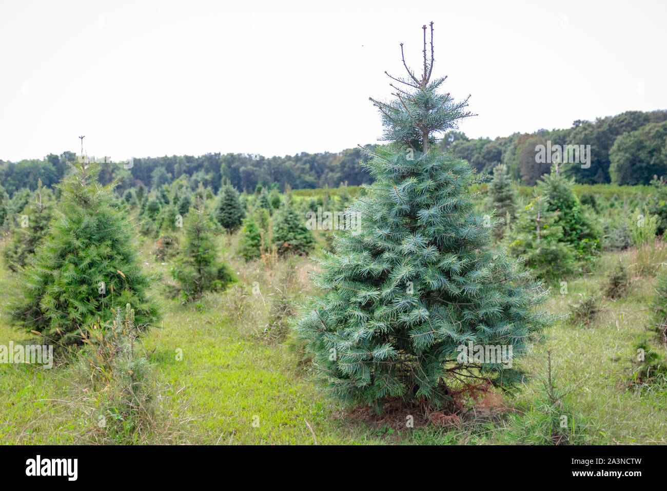 Sapins poussant sur une ferme d'arbres de Noël Banque D'Images