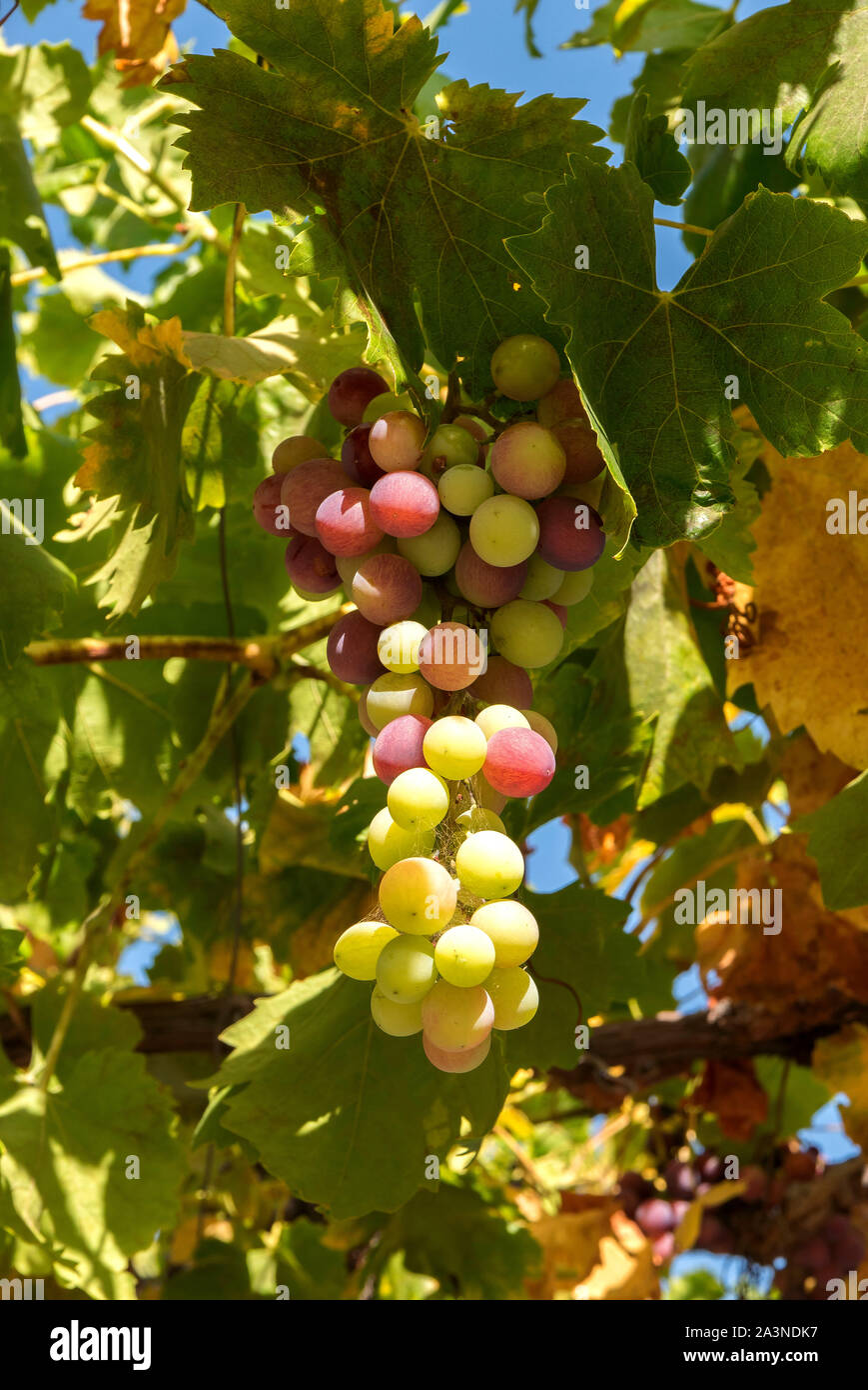 Grappe de raisin Banque D'Images