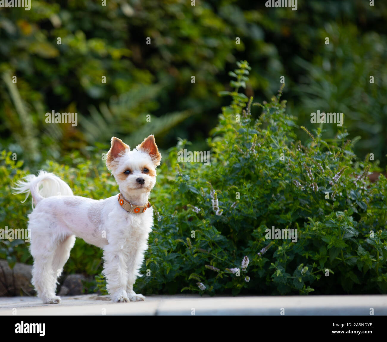 Chien dans jardin, Yorkshire,beau petit chien blanc,un espace réservé au texte Banque D'Images