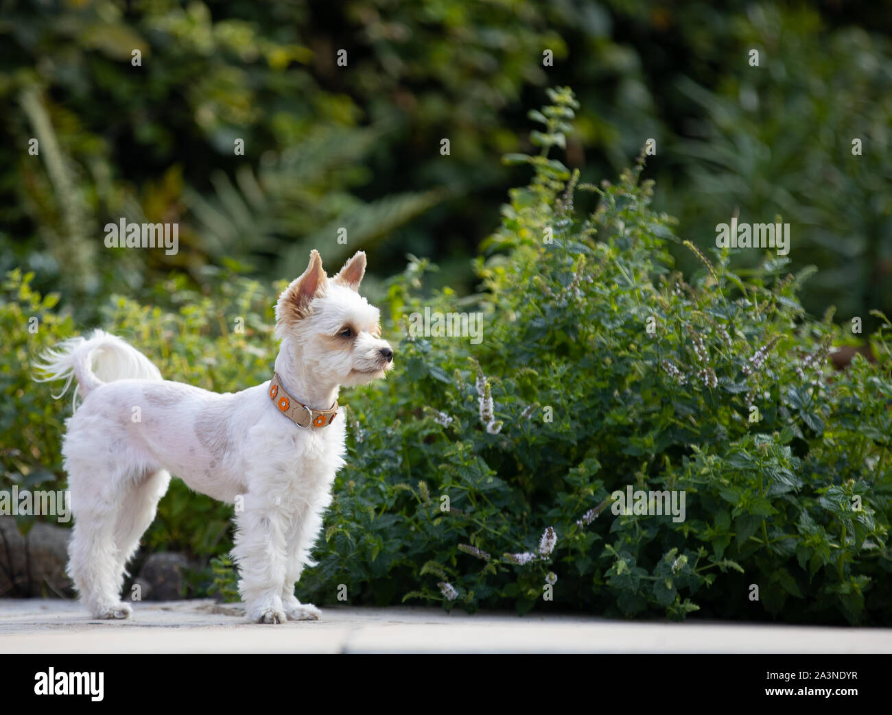 Chien dans jardin, Yorkshire,beau petit chien blanc,un espace réservé au  texte Photo Stock - Alamy