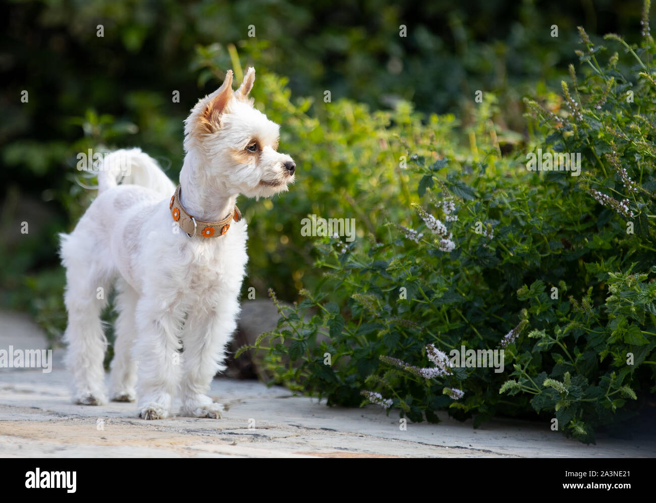 Chien dans jardin, Yorkshire,beau petit chien blanc,un espace réservé au texte Banque D'Images
