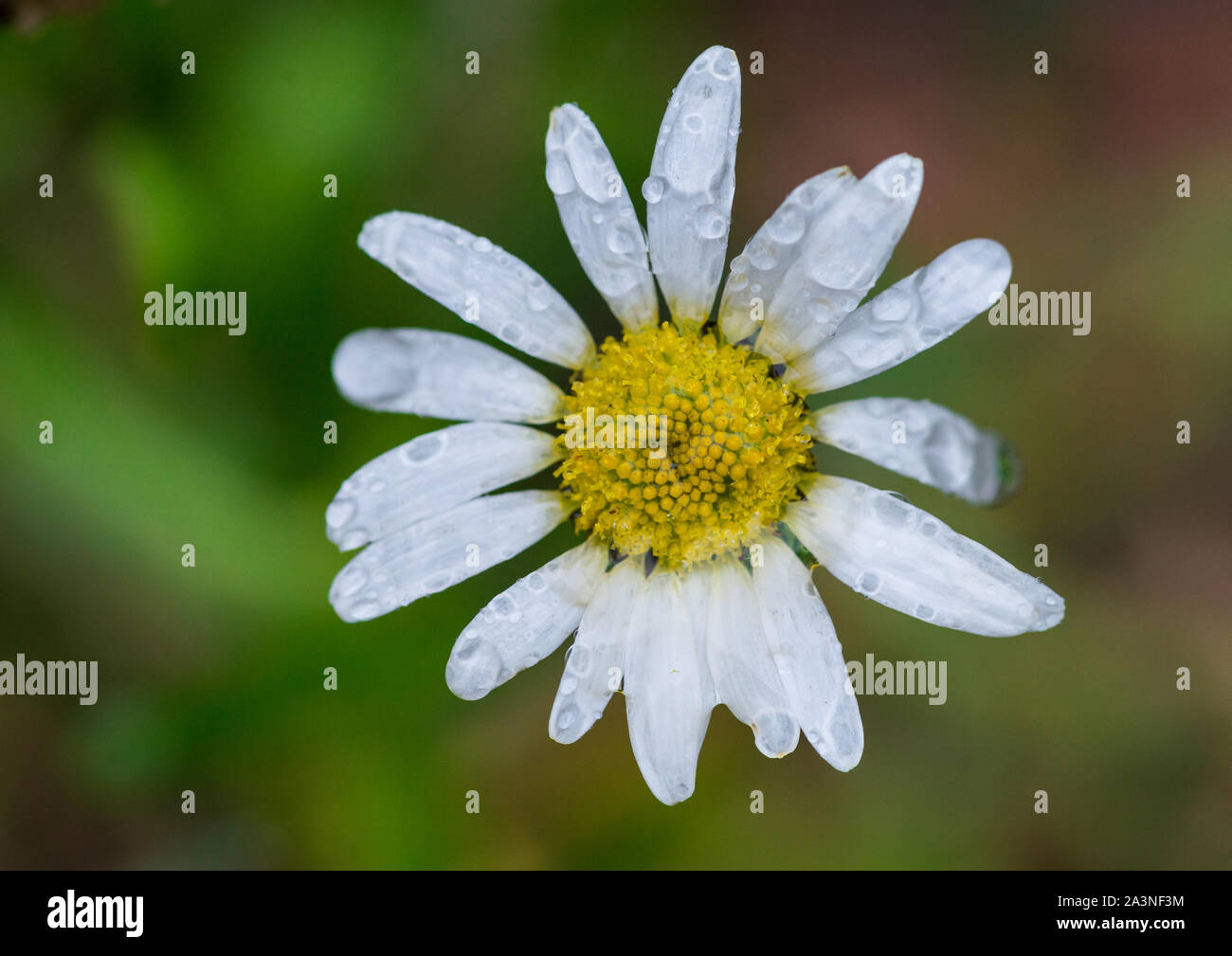 Une macro shot des gouttes sur les pétales d'une oxeye daisy. Banque D'Images