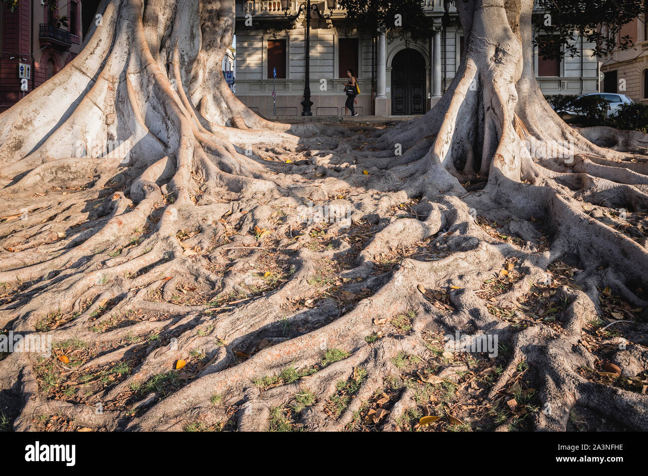 Ficus Macrophylla Racines, Lungomare, Reggio de Calabre, Italie Banque D'Images