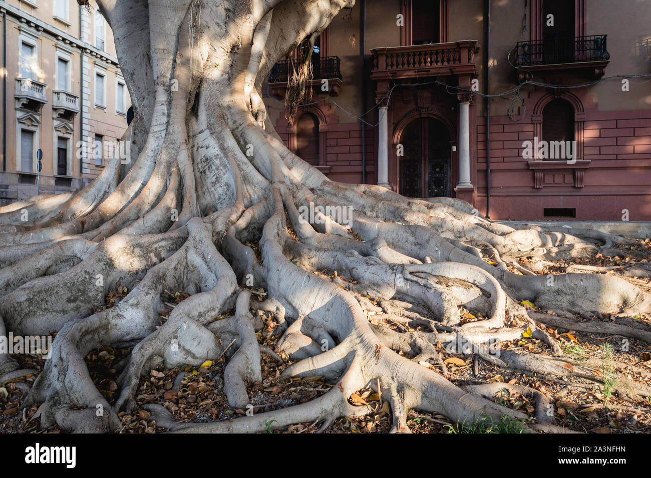 Ficus Macrophylla Racines, Lungomare, Reggio de Calabre, Italie Banque D'Images