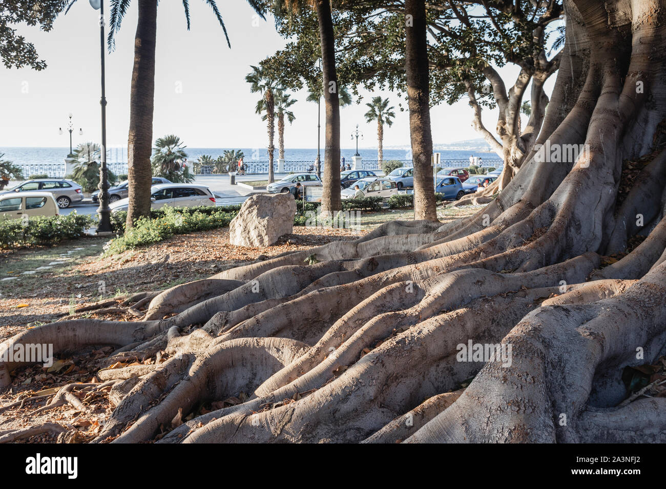 Ficus Macrophylla Racines, Lungomare, Reggio de Calabre, Italie Banque D'Images