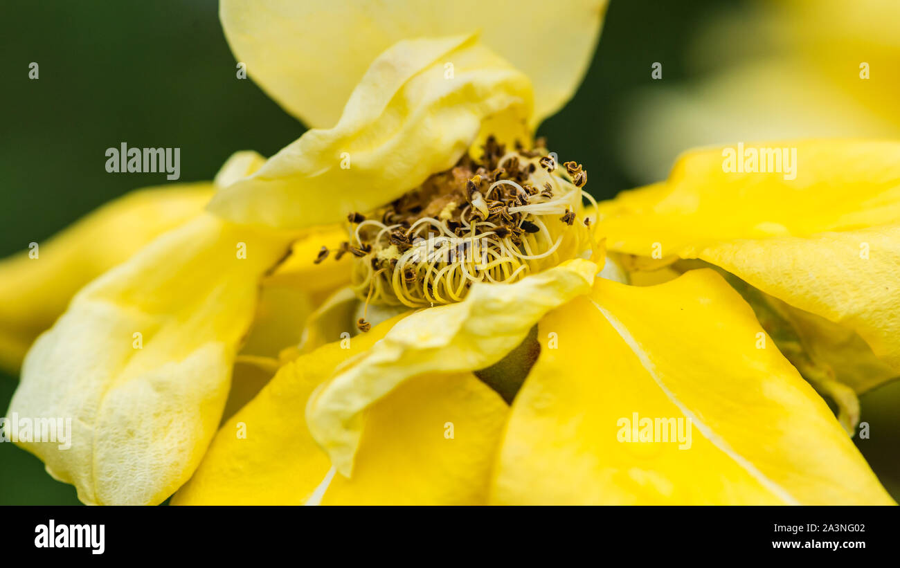 Un plan macro sur une fleur de paix rose c'est passé de son mieux. Banque D'Images