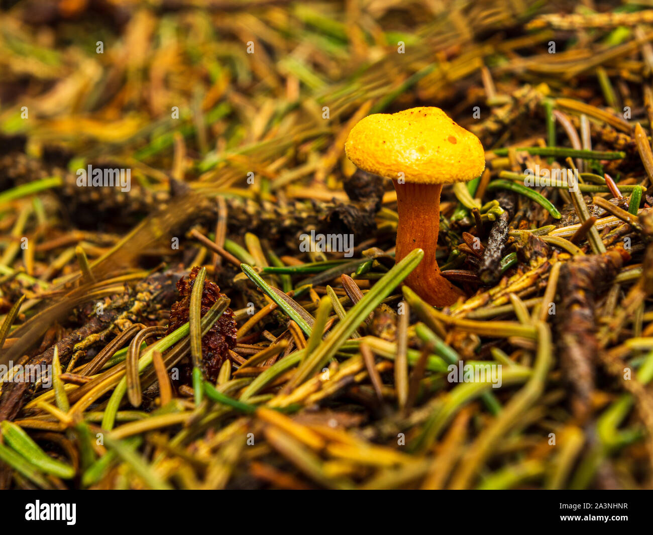 Champignon jaune sur sol de entre les aiguilles des pins Banque D'Images