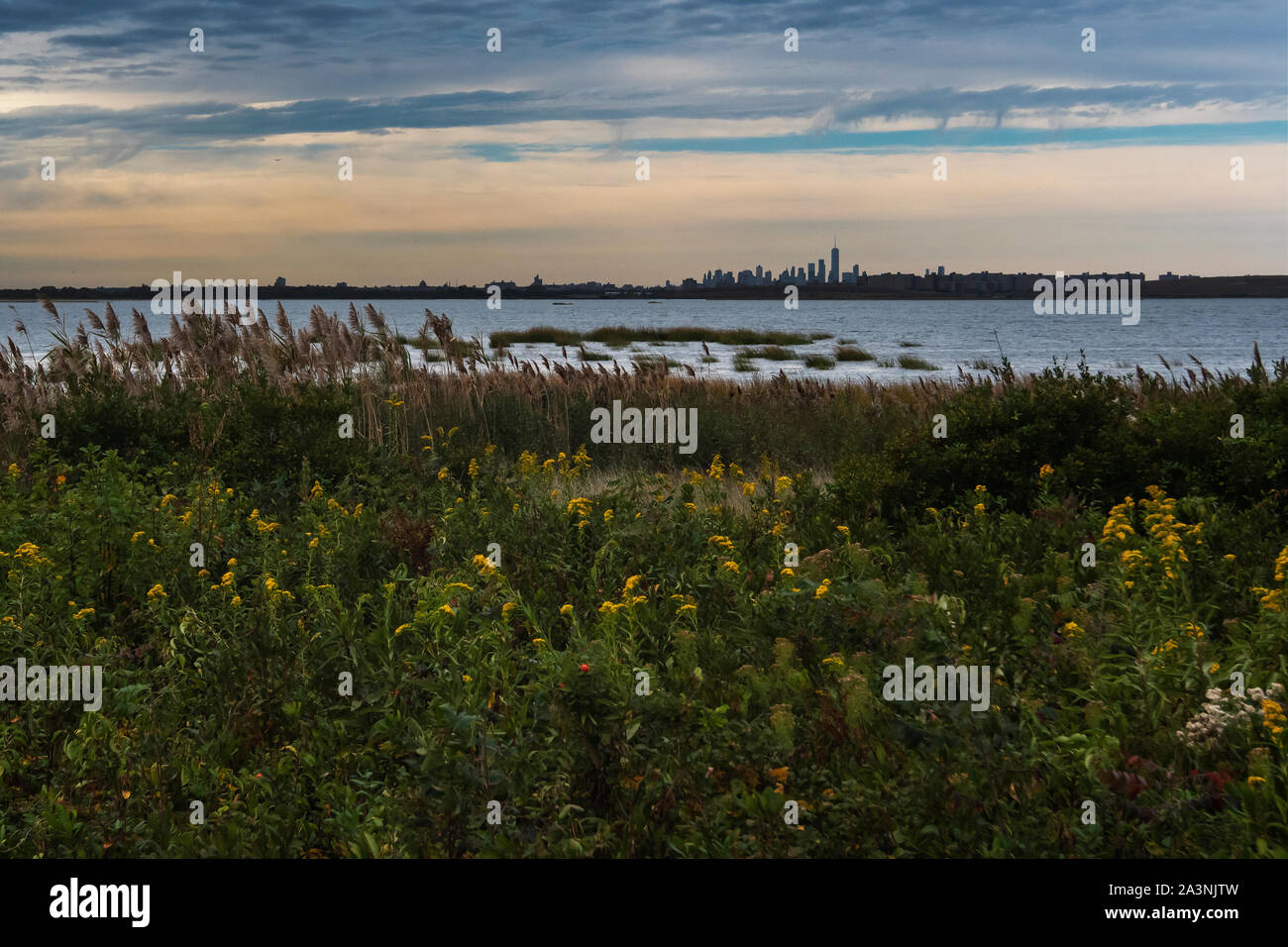 La verge d'fleurissent à Jamaica Bay Wildlife Refuge avec vue sur New York City skyline Banque D'Images