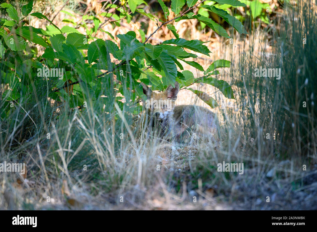 La politique commune de fox ou red fox (Vulpes vulpes) est bien connu de mammifères, de la famille des canidés. C'est un animal très prudent et silencieux, qui chasse mo Banque D'Images