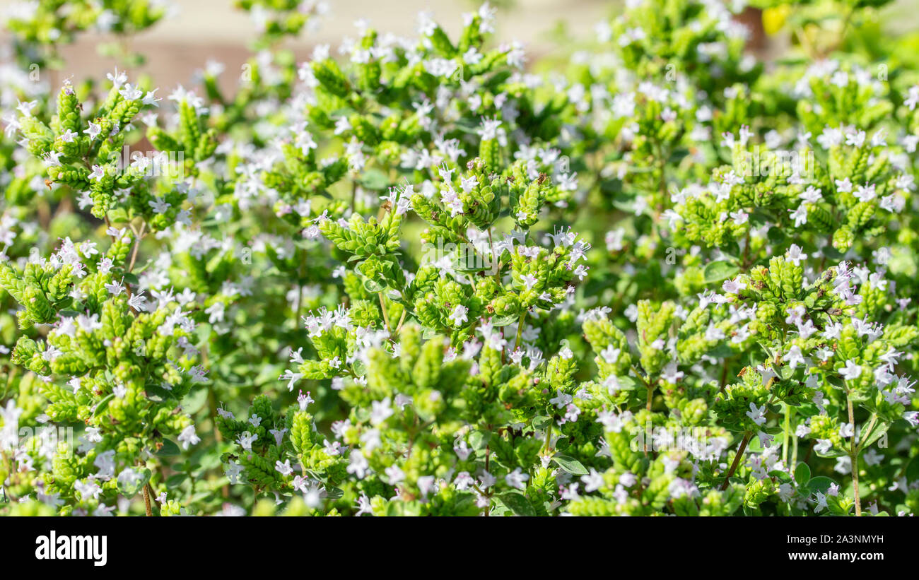 Origan frais avec de petites fleurs lilas en fleurs, l'arrière-plan panoramique horizontal. Herbe aromatique, parfumé de plantes d'origan Banque D'Images