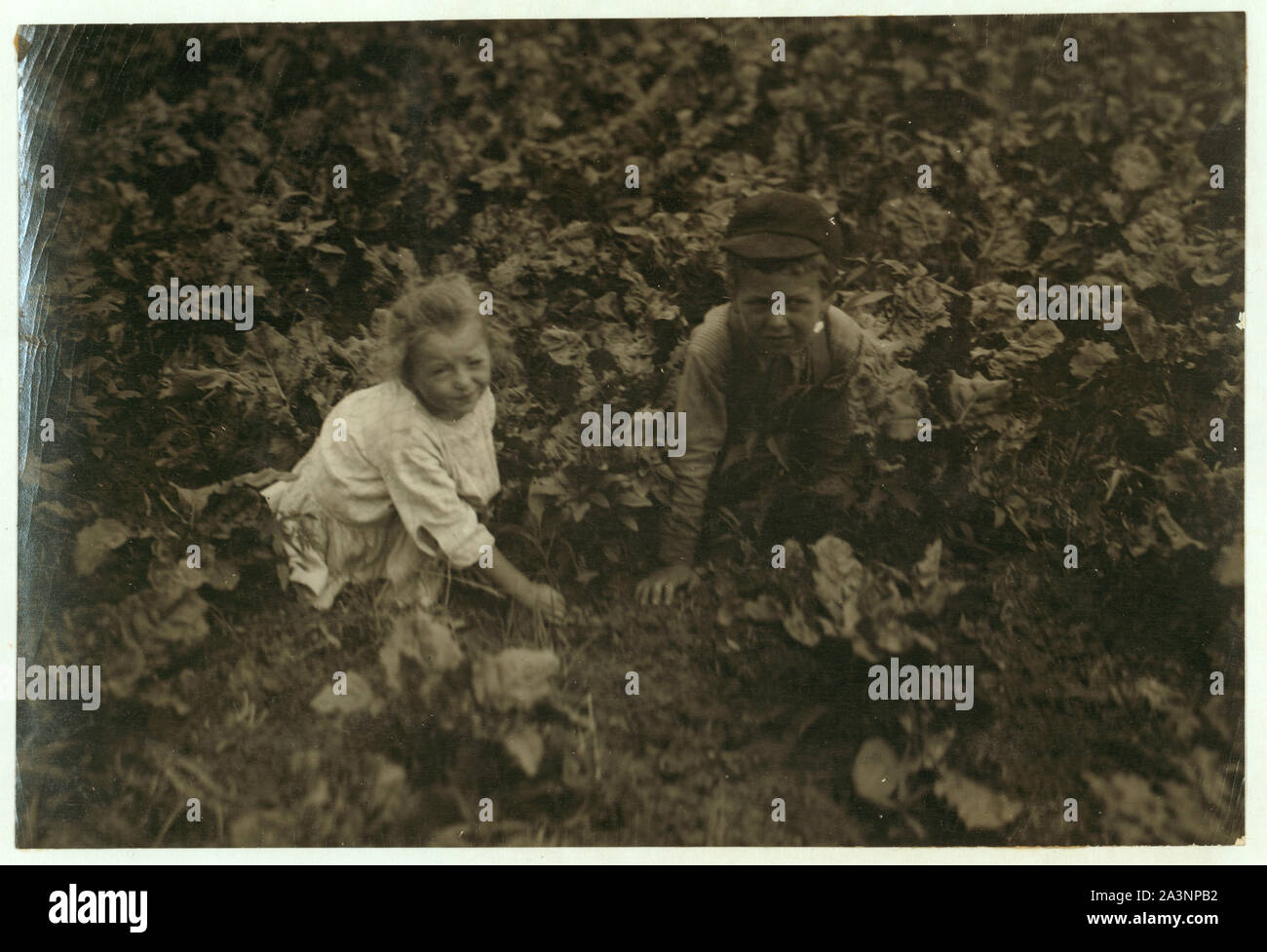 Six ans, Henry et trois ans, Hilda, betterave les travailleurs sur une ferme du Wisconsin. Voir rapport Hine, Wisconsin le sucre de betterave, en juillet 1915. Banque D'Images