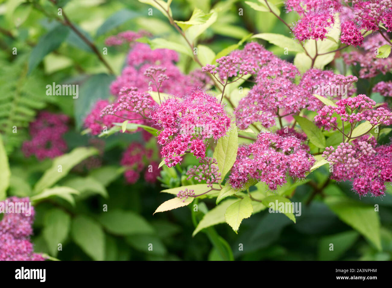 Spiraea japonica - spirée japonaise - une Banque D'Images