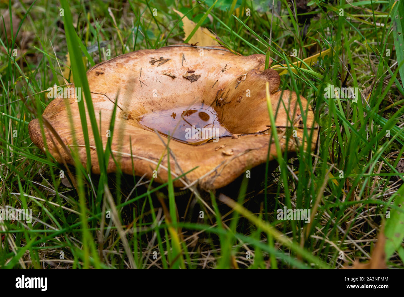 L'eau dans le chapeau d'un champignon dans l'herbe sur le sol forestier Banque D'Images