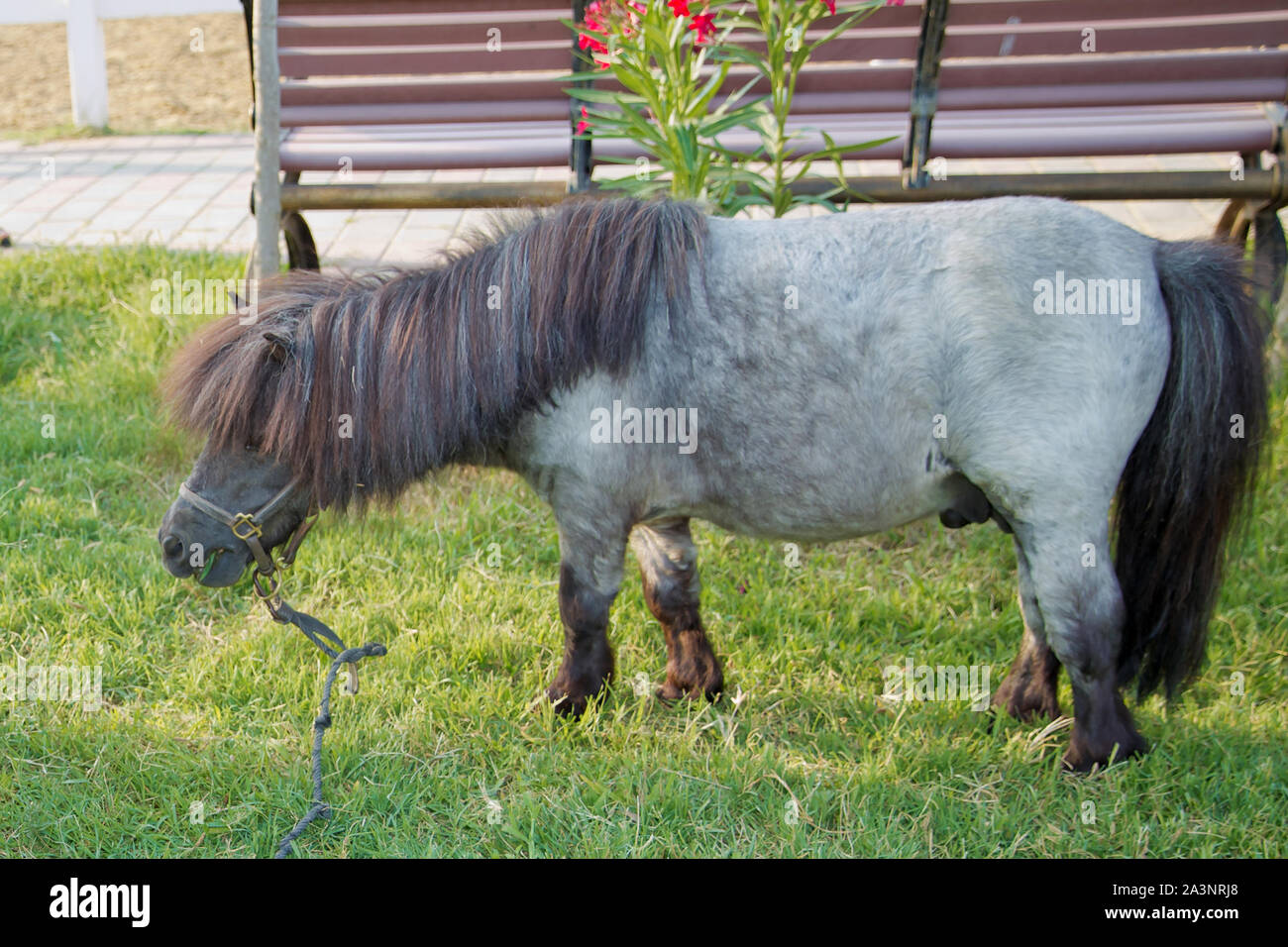 Cheval Nain Banque D Image Et Photos Alamy