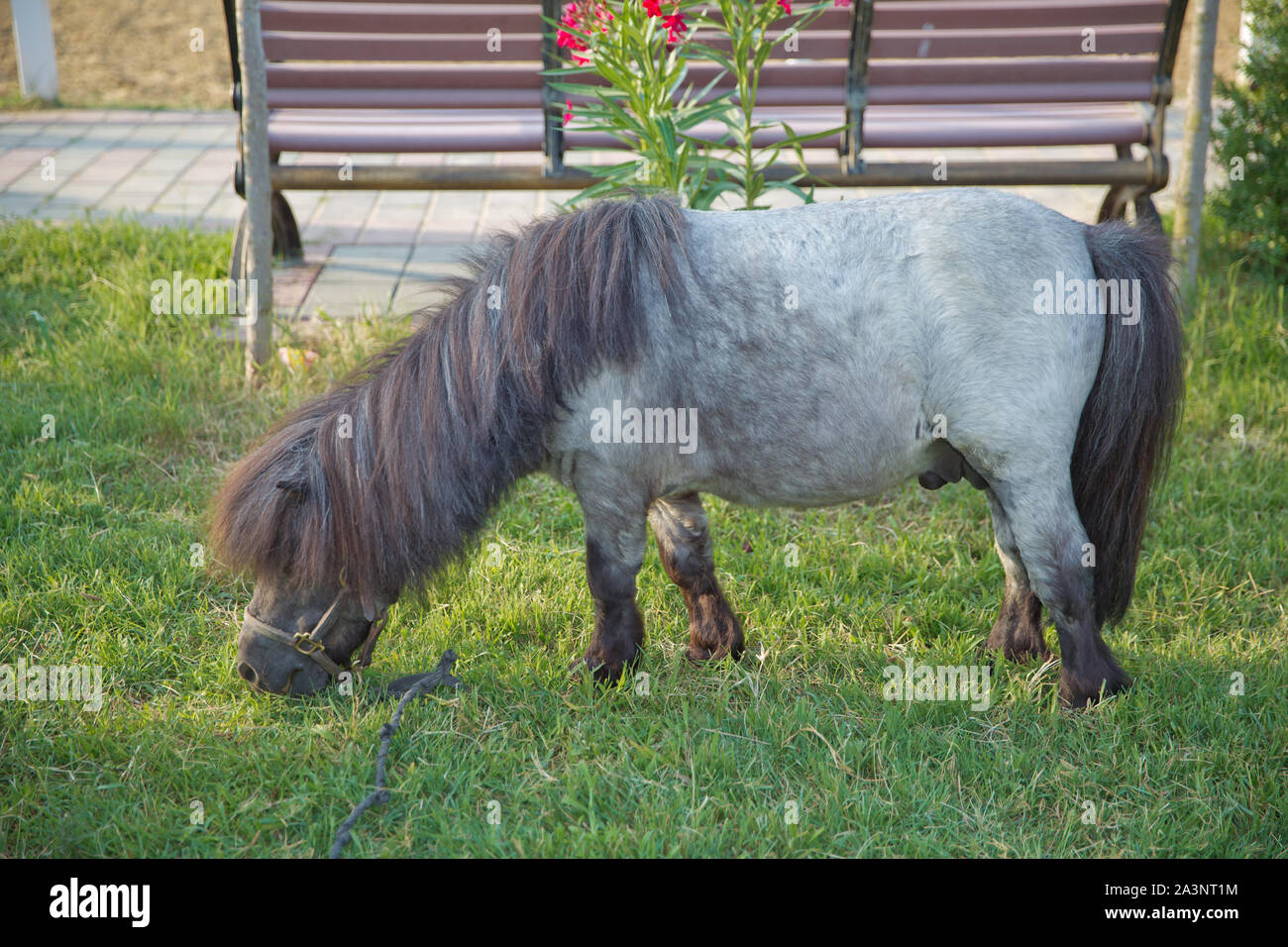 Cheval Nain Banque D Image Et Photos Alamy