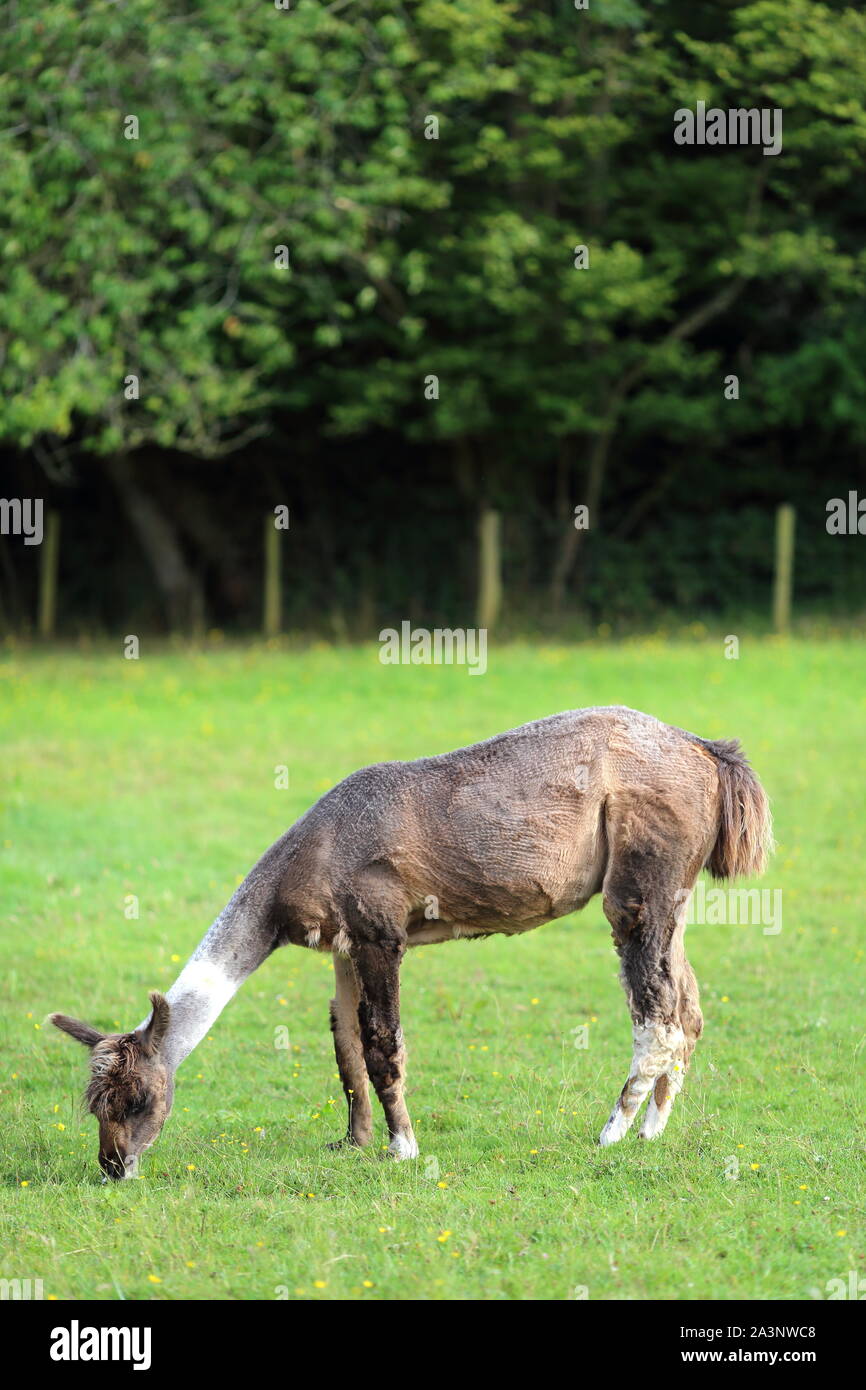 Llama dans un champ, sur une ferme, Harold Ewyas, Herefordshire, Angleterre, Royaume-Uni Banque D'Images