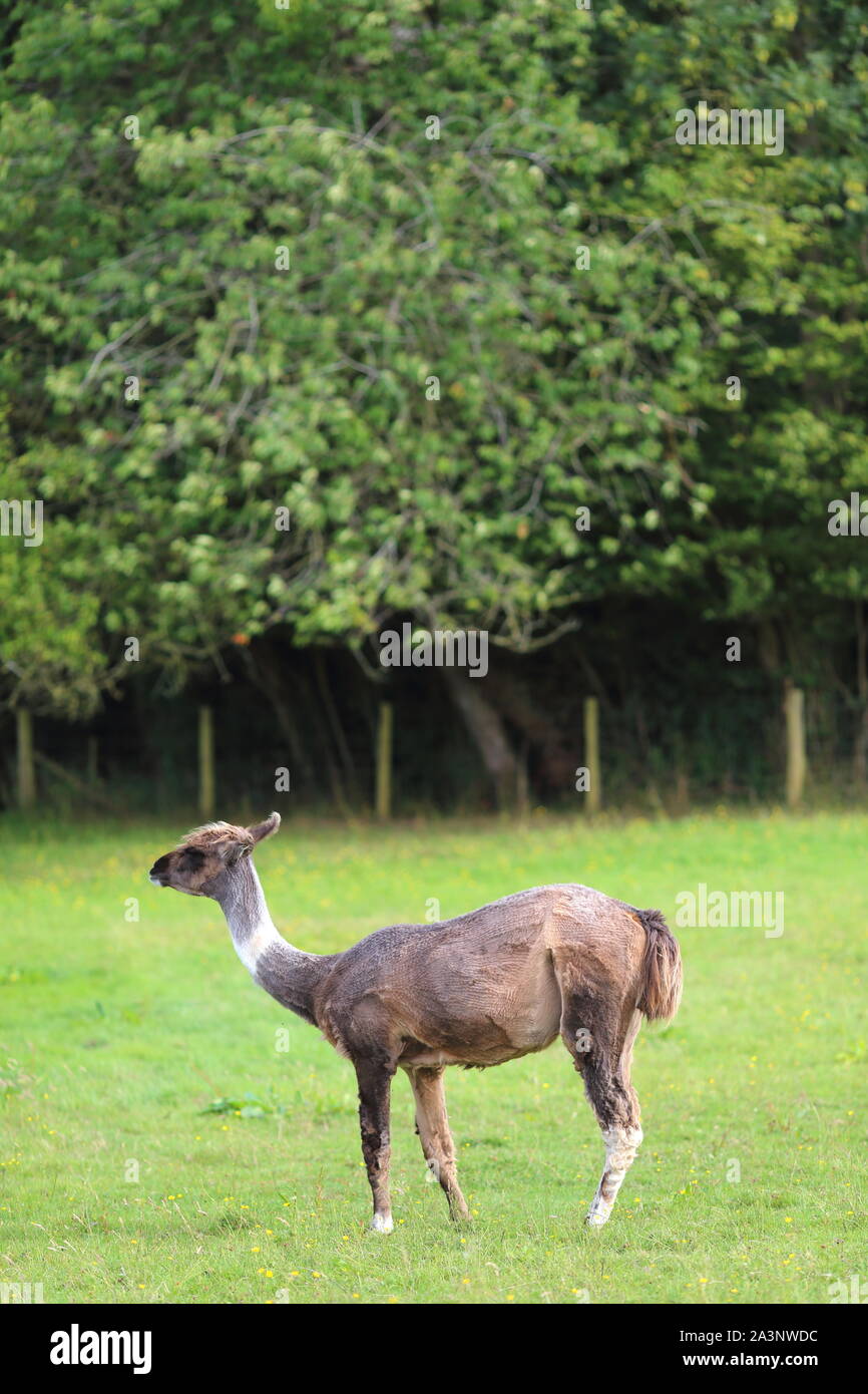 Llama dans un champ, sur une ferme, Harold Ewyas, Herefordshire, Angleterre, Royaume-Uni Banque D'Images