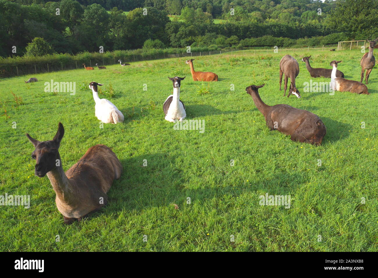 Troupeau de lamas dans un champ, sur une ferme, Harold Ewyas, Herefordshire, Angleterre, Royaume-Uni Banque D'Images
