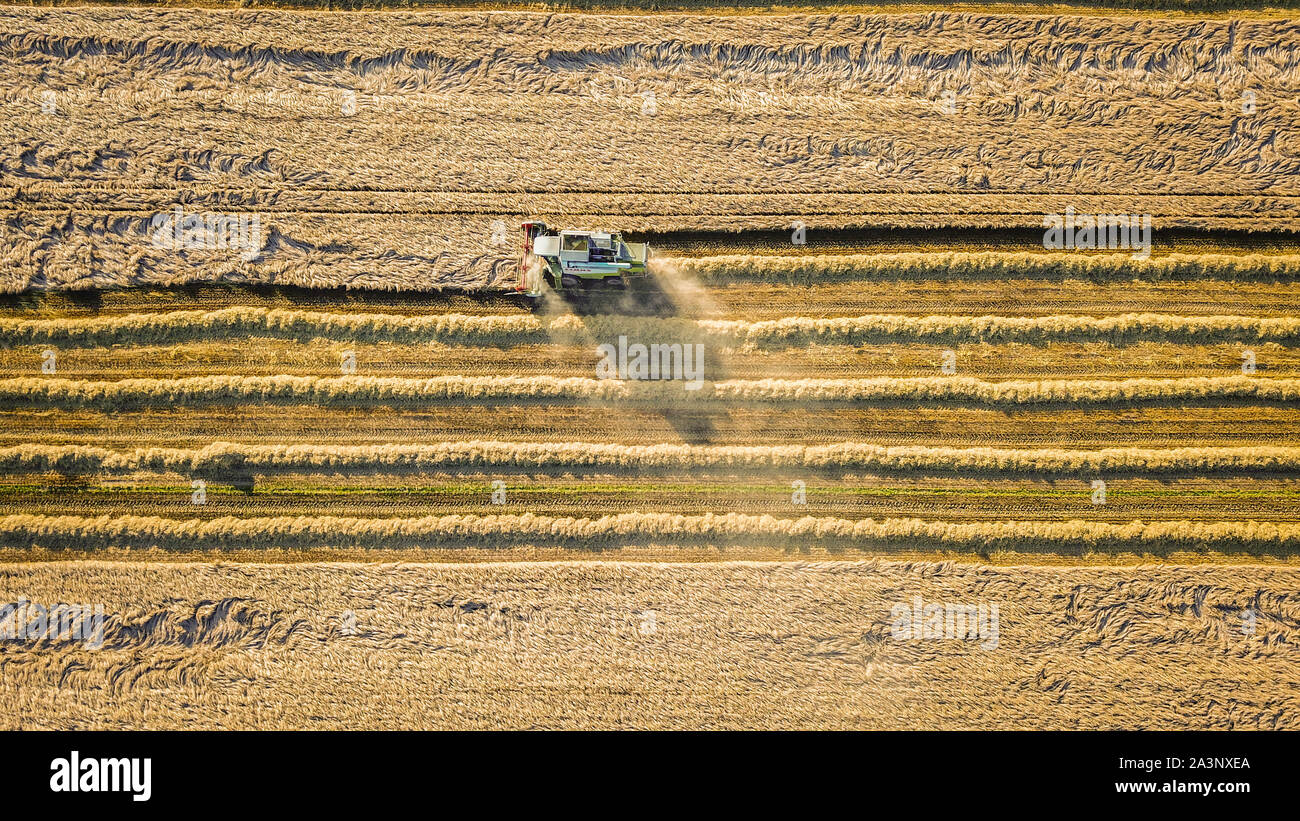 Drone aérien vue de moissonneuse-batteuse dans les champs de blé de Northumberland Banque D'Images