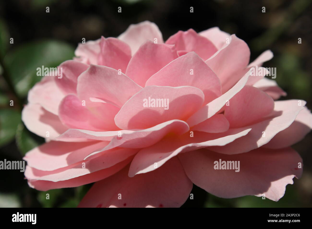 L'été idéal rose rose blossom fleurir dans le jardin. Banque D'Images