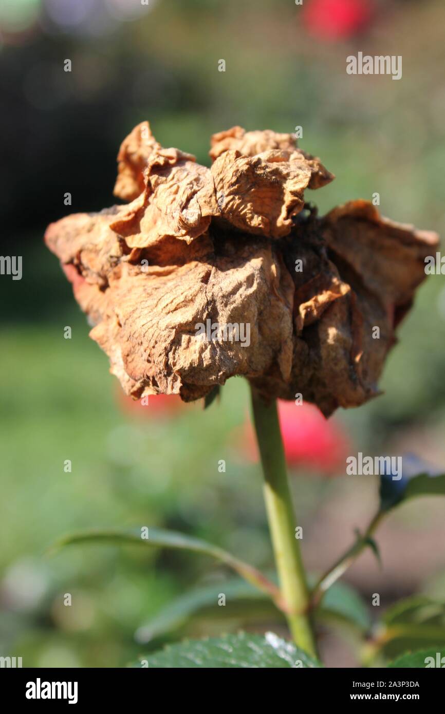Fleurs rose fané et morts encore dans le jardin. Banque D'Images