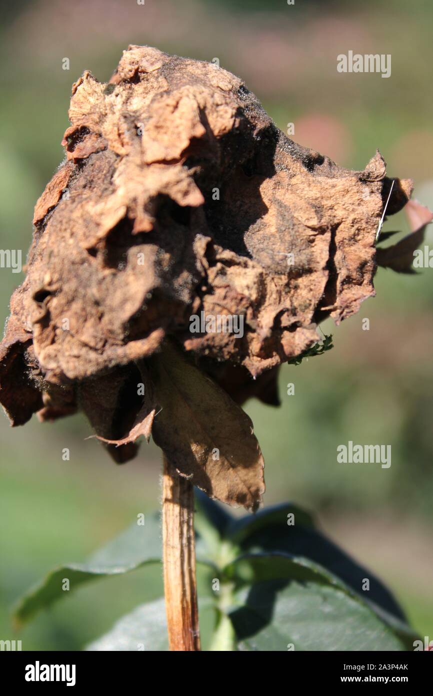 Fleurs rose fané et morts encore dans le jardin. Banque D'Images