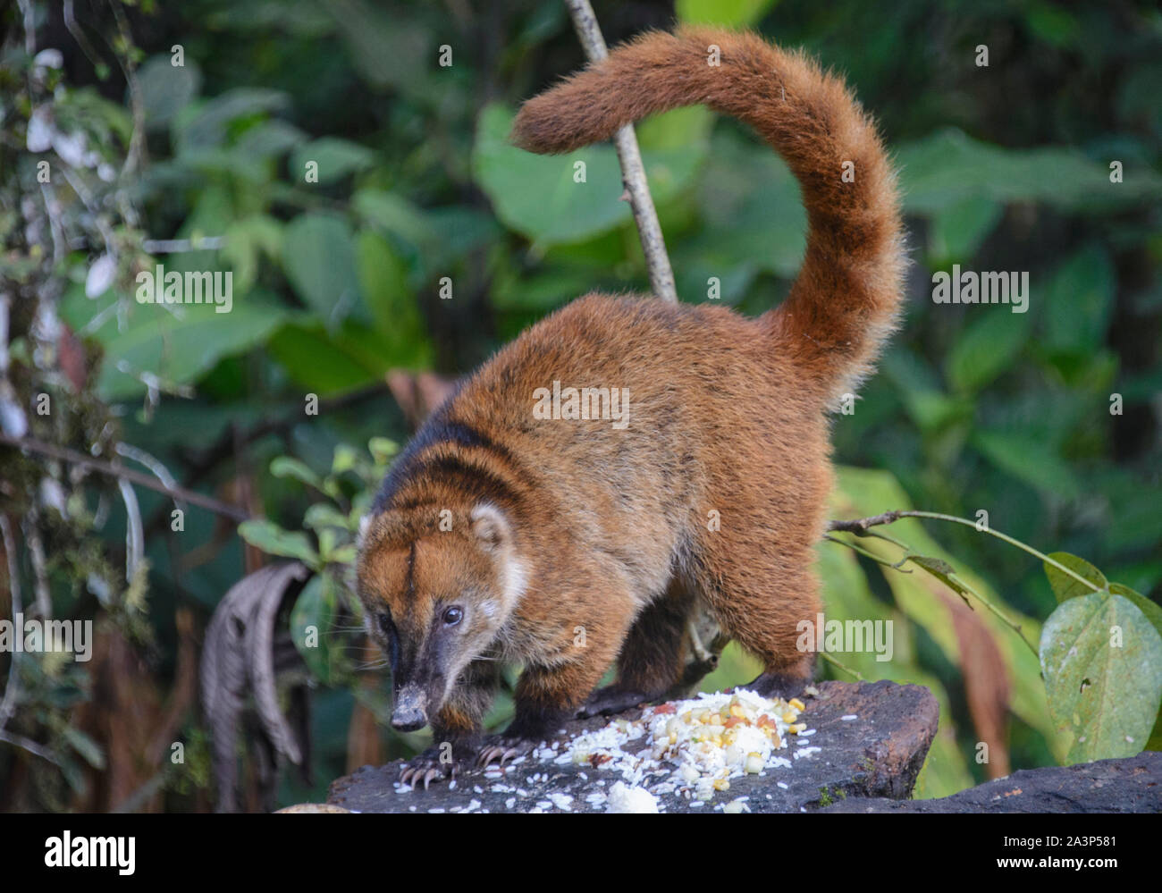 South American coati (Nasua nasua), Copalinga, Podocarpus National Park, Zamora, Equateur Banque D'Images