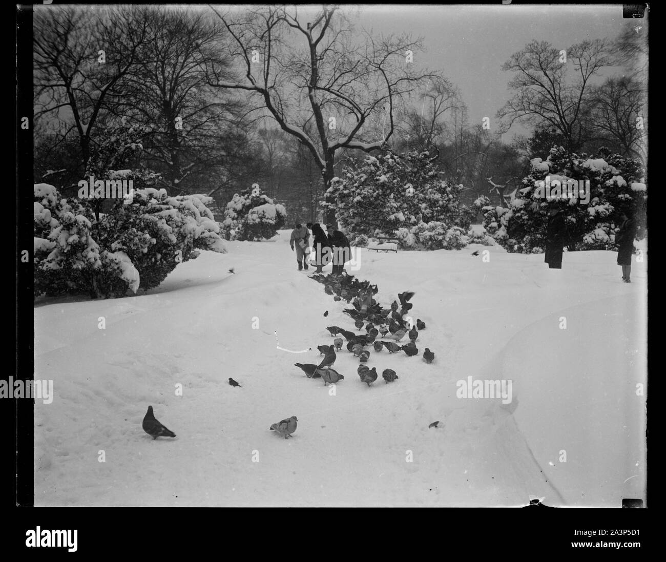 Neige Banque D'Images