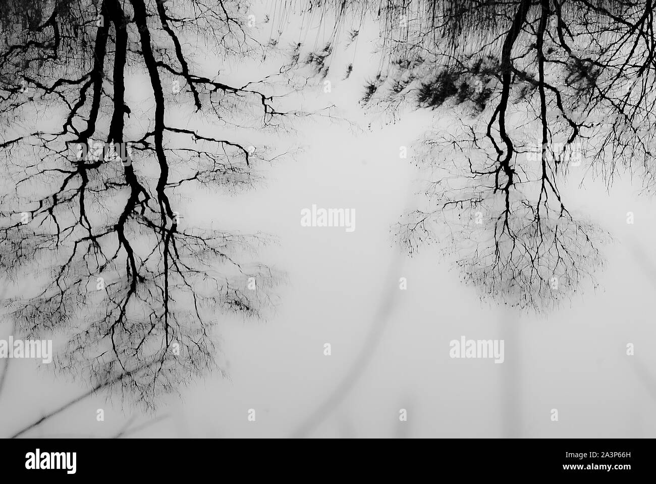Reflets de l'arbre dans une rivière gelée. Lazovsky réserver. Sikhote Alin. Primorsky Kray. La Russie, l'Asie Banque D'Images
