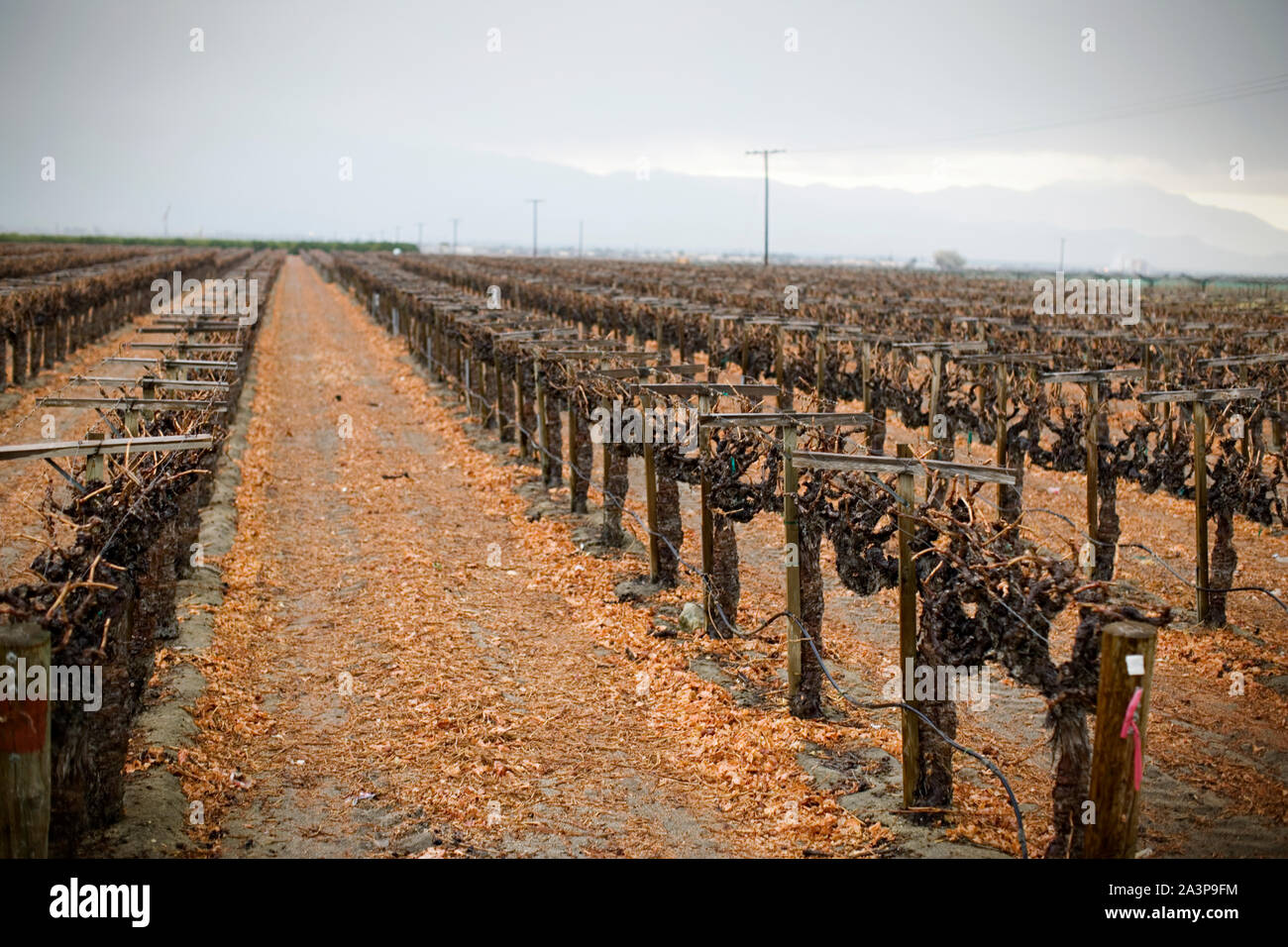 Domaine de cultures sèches dans les lignes. Banque D'Images