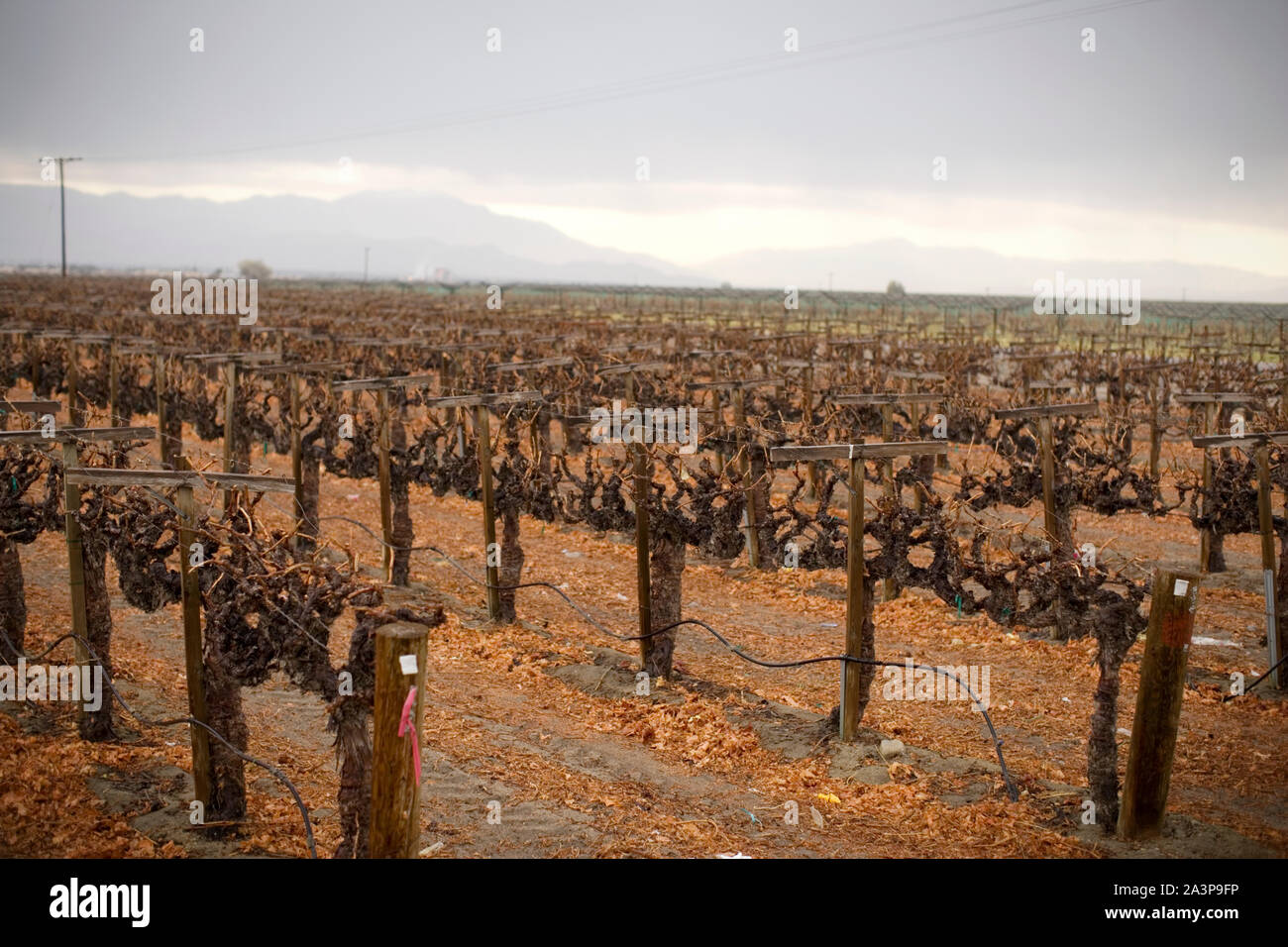 Domaine de cultures sèches dans les lignes. Banque D'Images