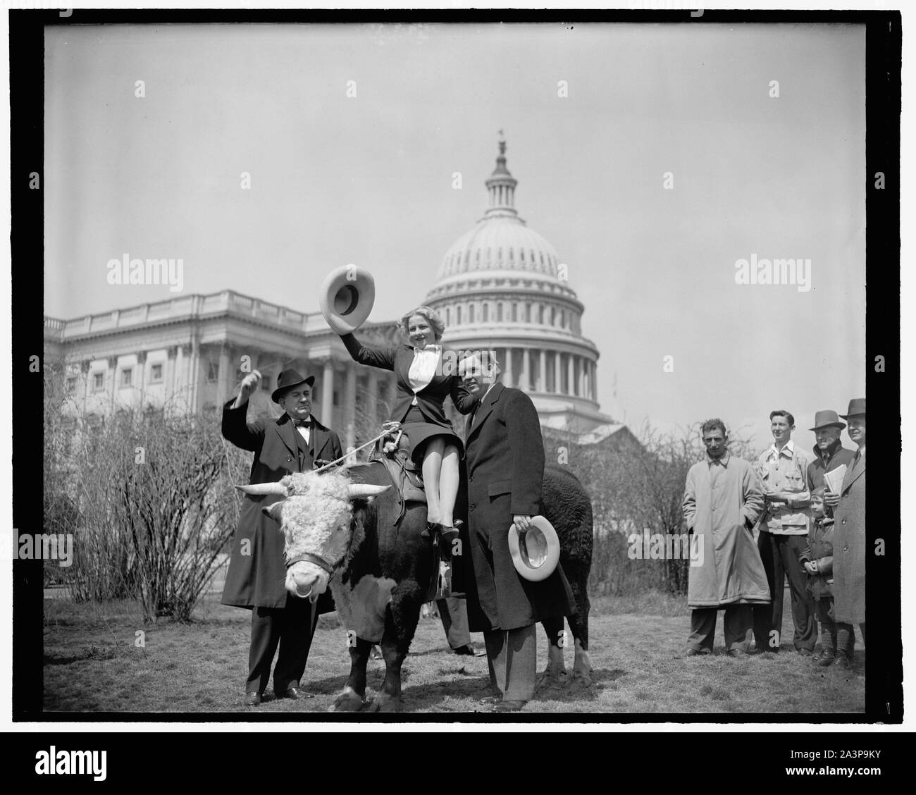 Certains Texas beef, ' sur le pouce', arrive à Washington sur la façon d'exposition. Washington, D.C., 7 avril. Il n'y a pas si longtemps 'Scandalous John', giant et doux taureau Hereford a commencé à pied à l'exposition universelle. Avant d'arriver à New York, John s'est arrêté pour voir l'État de Washington et de voir si ses membres du Congrès ne pouvait pas venir le long. Quelqu'un a demandé si la remorque dans laquelle le taureau est arrivé avait simplement venir le long pour transporter le bull dans les villes, mais aucune réponse n'a été prochain. De toute façon, le sénateur Tom Conolly, Ellen Edgemon de Weatherford, et George H. Rép. Mahcall() du Texas, ont posé pour la photographie Banque D'Images