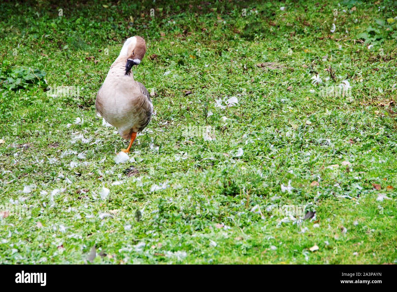 Une oie cendrée Anser anser, toilettage, est une espèce du genre Domaine-oies, Anser, dans le canard-oiseau, de la famille des Anatidés Banque D'Images