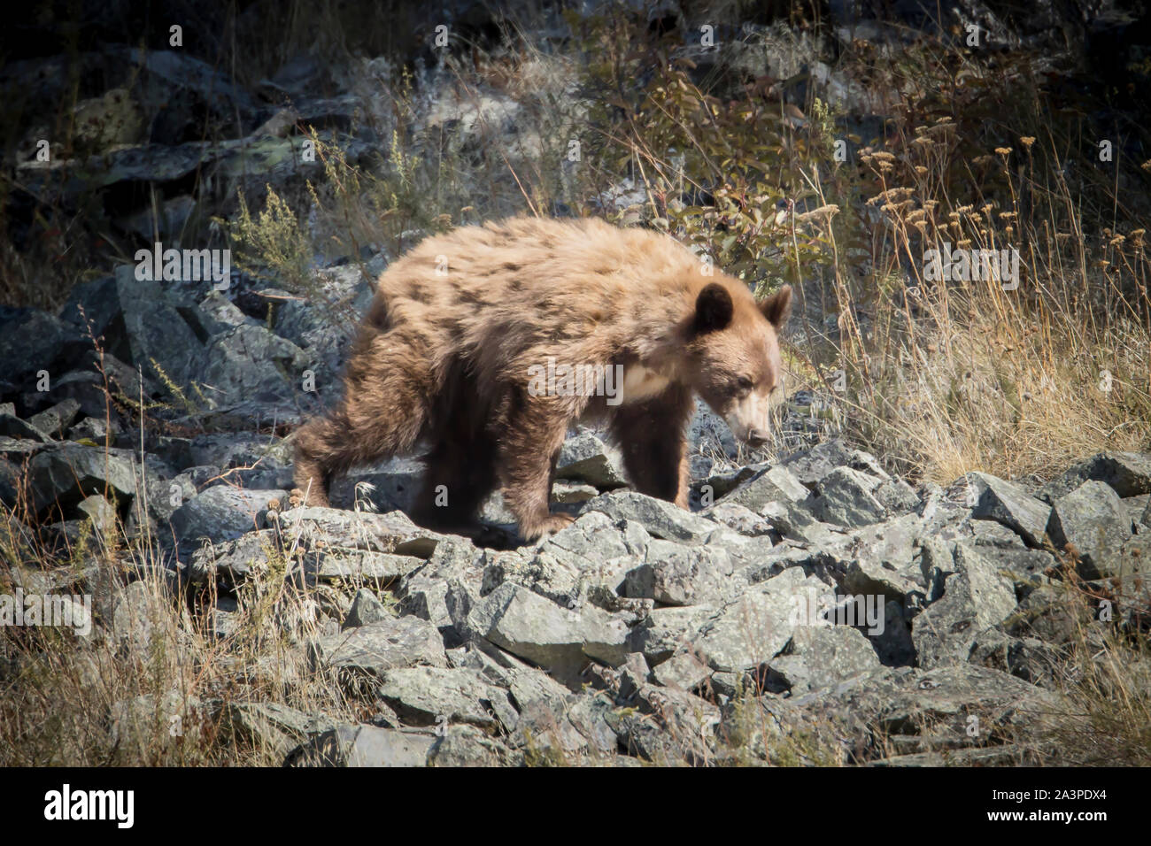 Un grand ours brun se demande autour d'une partie de l'élan et du National Bison Range dans le Montana. Banque D'Images