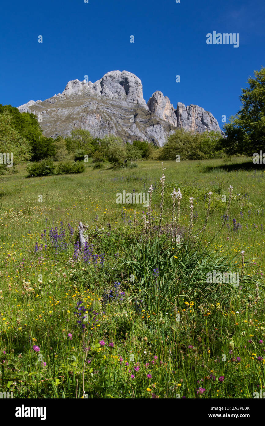 Asphodèle blanc (Asphodelus albus) sur la pente raide d'une prairie alpine dans le Parc National de Picos de Europa, l'Espagne Banque D'Images