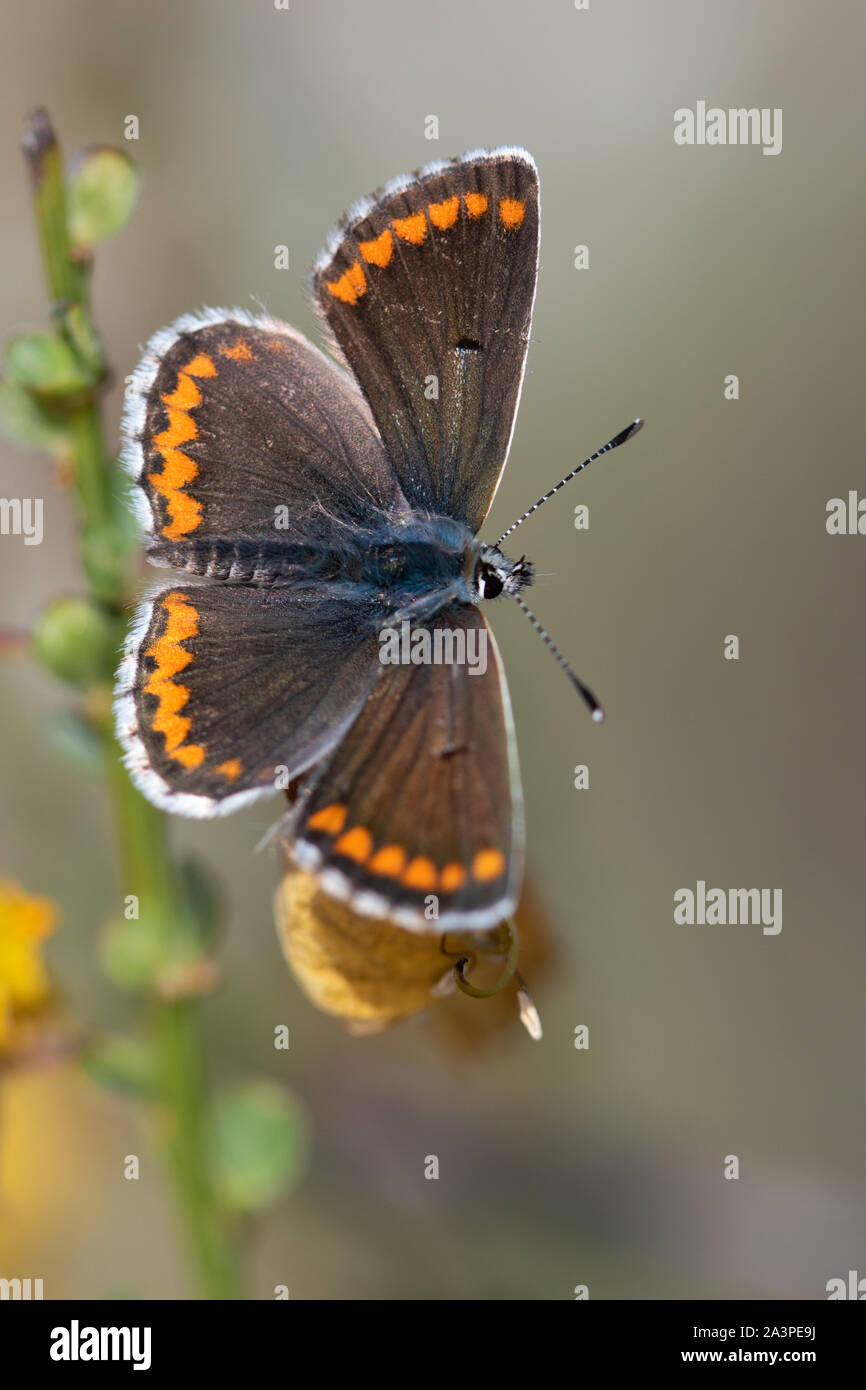 Le sud de l'Argus Brun (Aricia cramera) papillon au soleil Banque D'Images