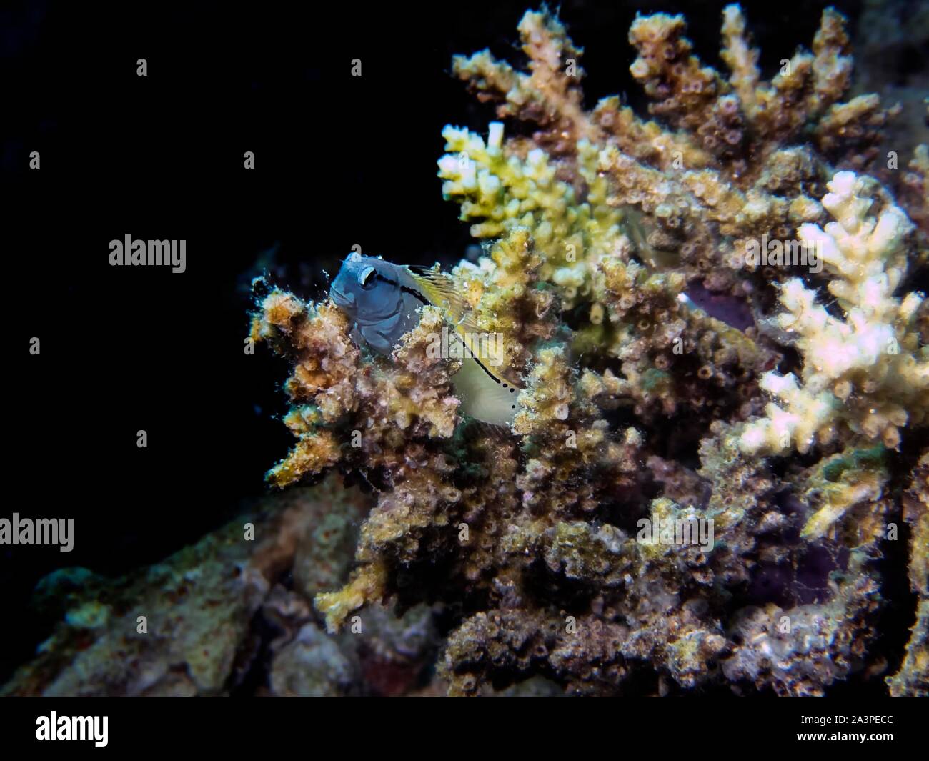 Mer Rouge imiter (Blennies Ecsenius gravieri) Banque D'Images