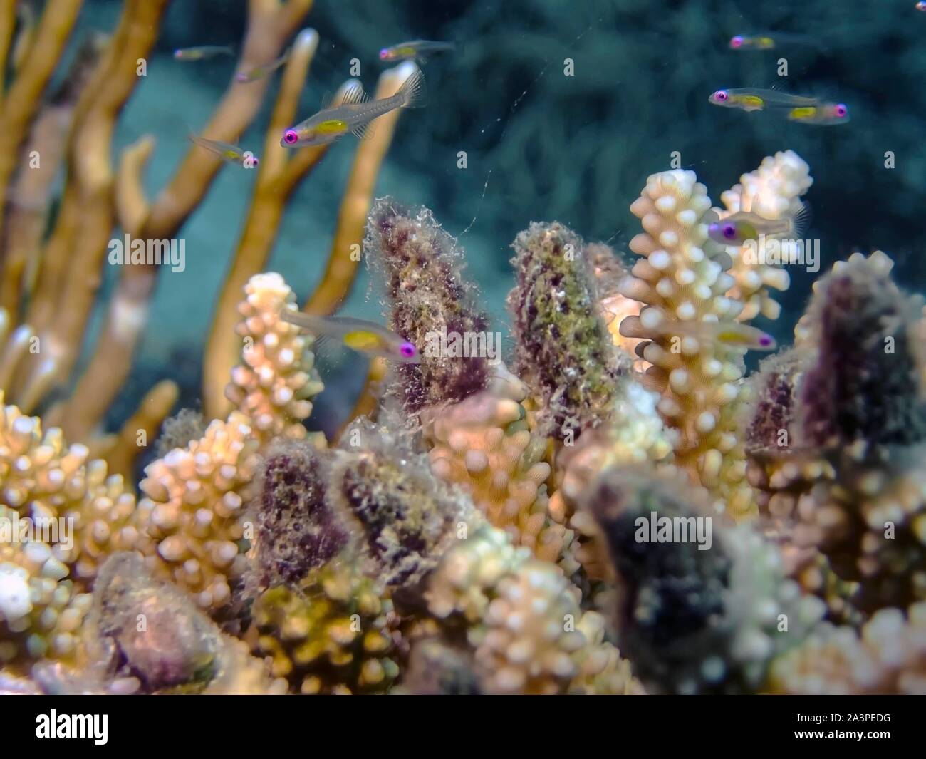 Red Eye Goby (Bryaninops natans) Banque D'Images