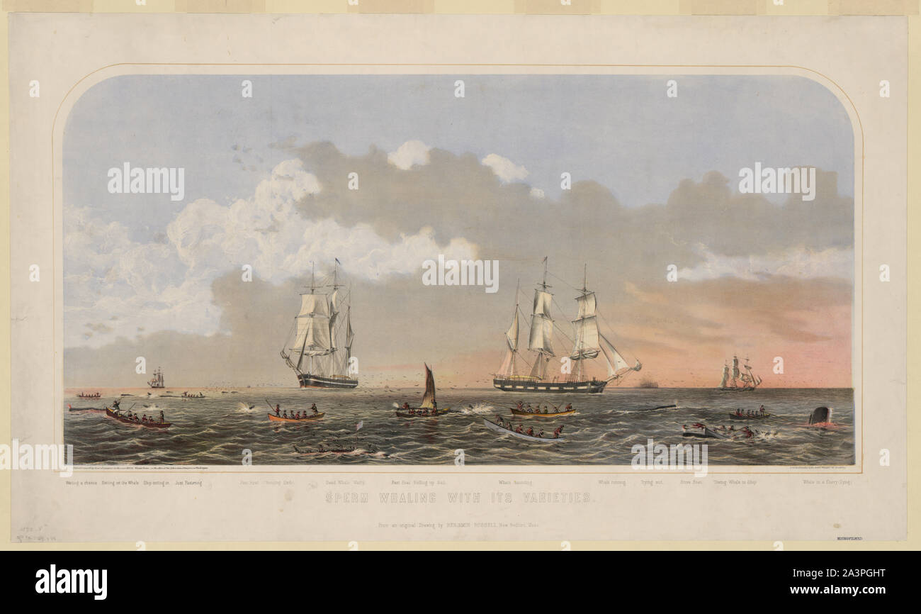 La chasse du sperme avec ses variétés Banque D'Images