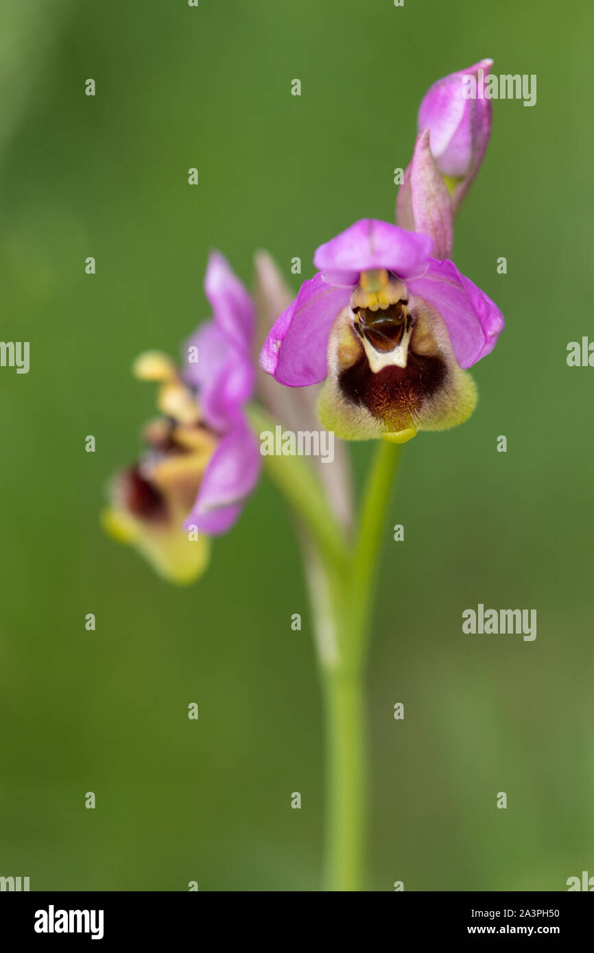 Tenthrèdes Orchid (Ophrys tenthredinifera) flower Banque D'Images