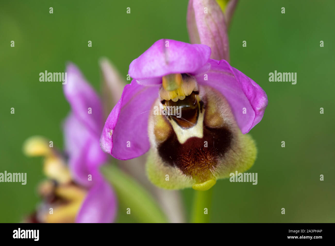 Tenthrèdes Orchid (Ophrys tenthredinifera) flower Banque D'Images