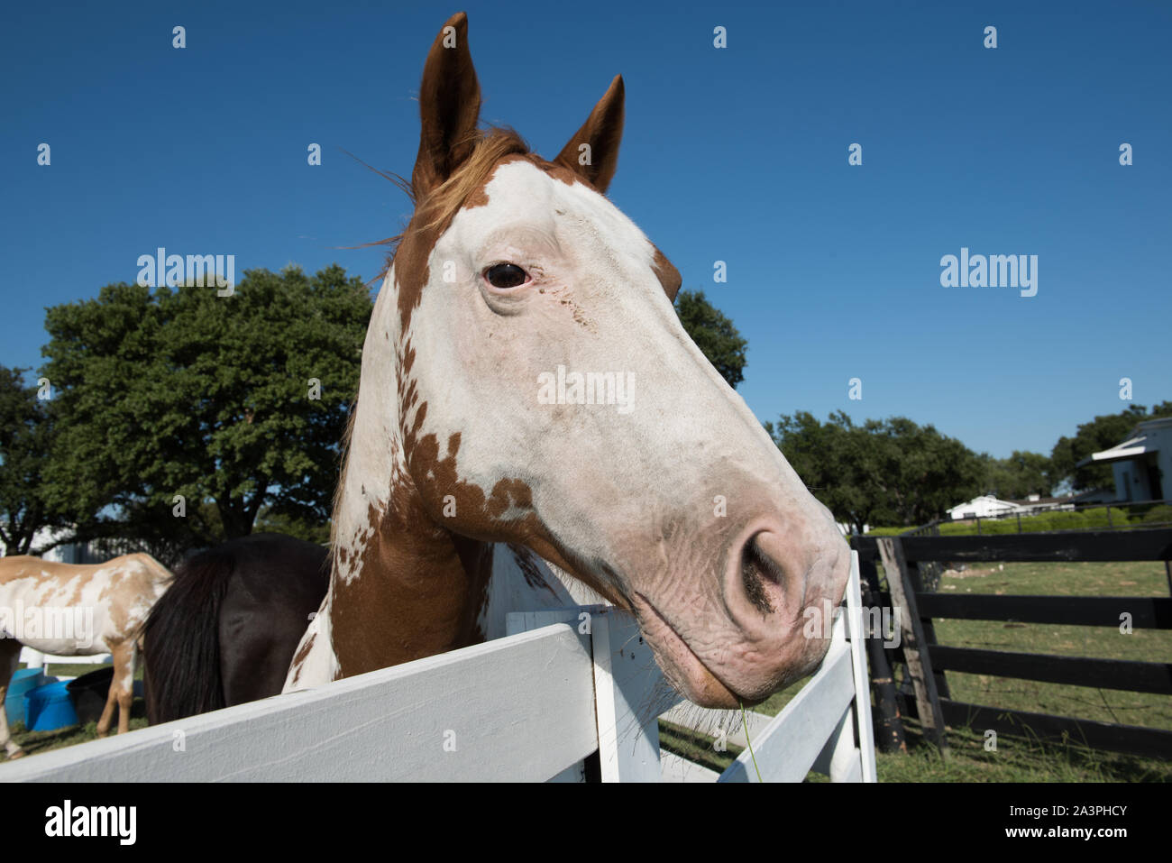 Spotted horse À Southfork Ranch dans Parker, Texas, au nord de Dallas, où deux séries de l'émission de télévision populaire Dallas ont été filmés Banque D'Images