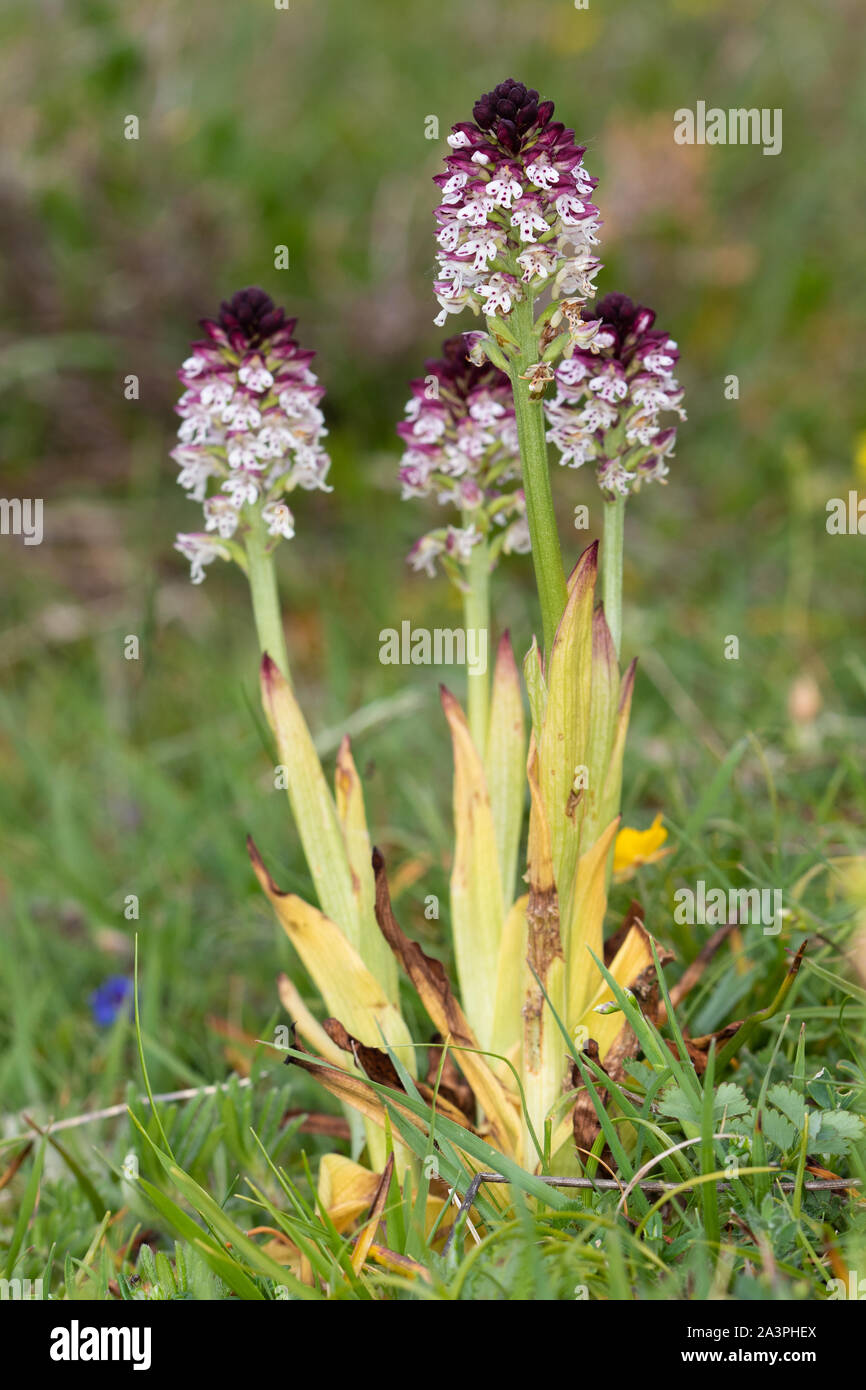 À pointe de brûlé (Neotinea ustulata) Orchidée Banque D'Images