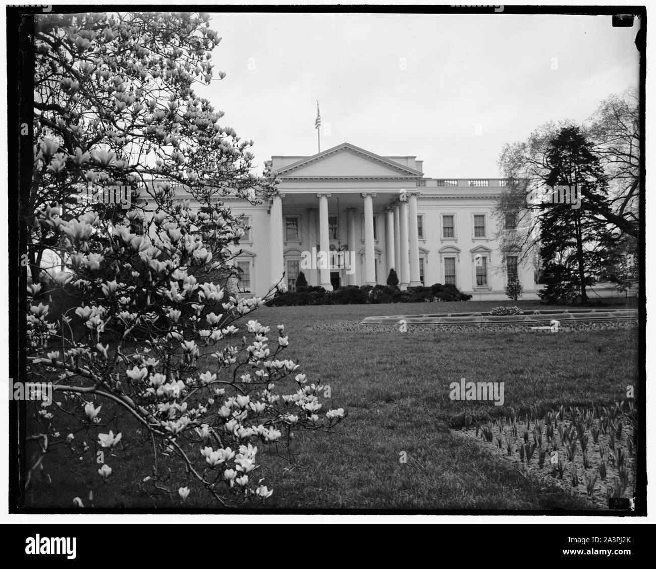Au printemps de la Maison Blanche. Washington, D.C., le 28 mars. Un printemps photo de la Maison Blanche, montrant le Magnolia Fleurs sur la gauche. Des milliers de visiteurs visiter la Executive Mansion à cette époque de l'année. 3-28-39 Banque D'Images