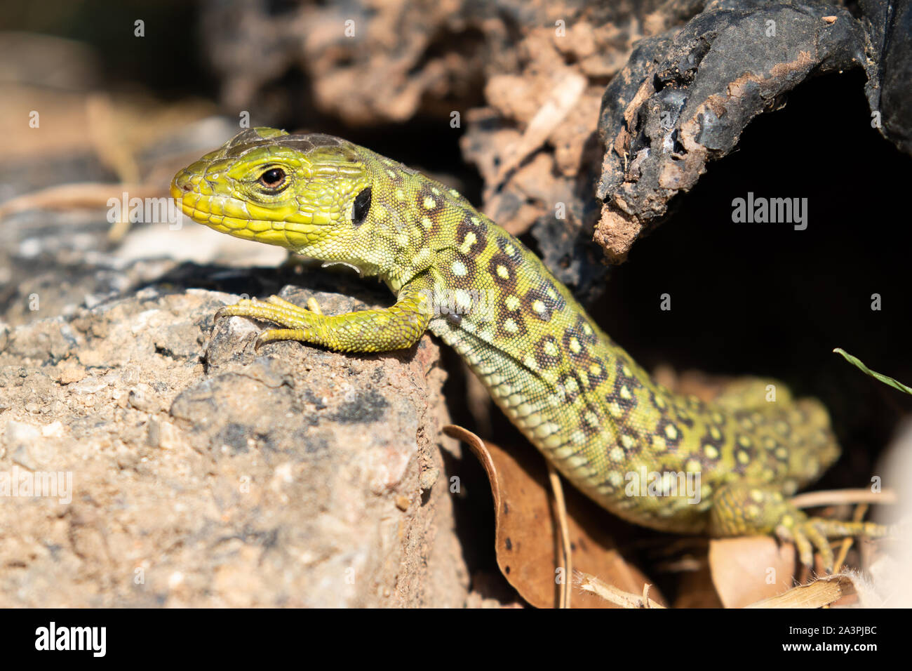Ocellated Lizard immatures (timon lepidus) Banque D'Images