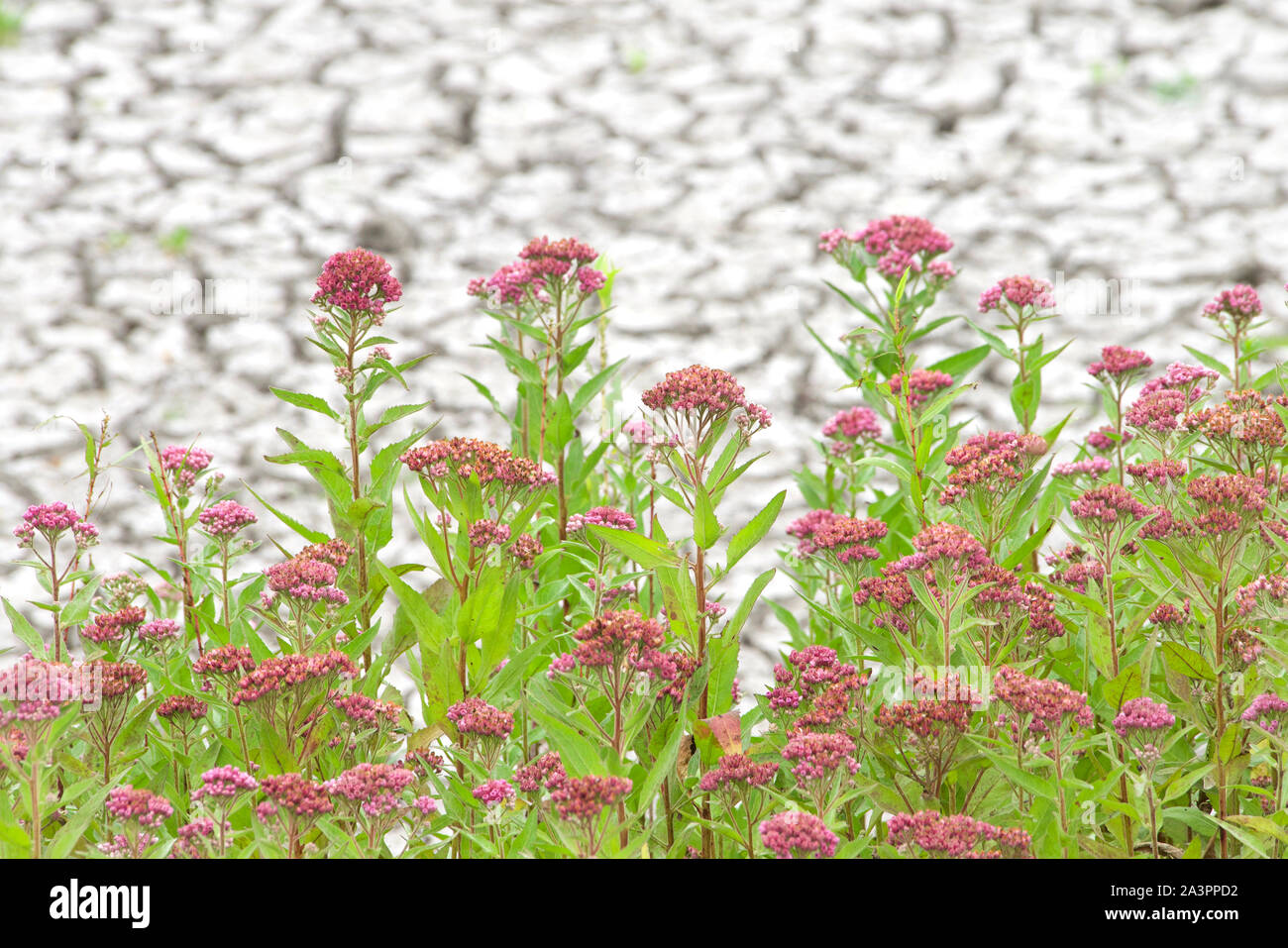 L'asclépiade incarnate poussant dans les marais desséchés de la sécheresse. Également nommé rose rose fleur de lait, de l'asclépiade, marécage, silkweed blanc ou chanvre indien, est un herbaceou Banque D'Images