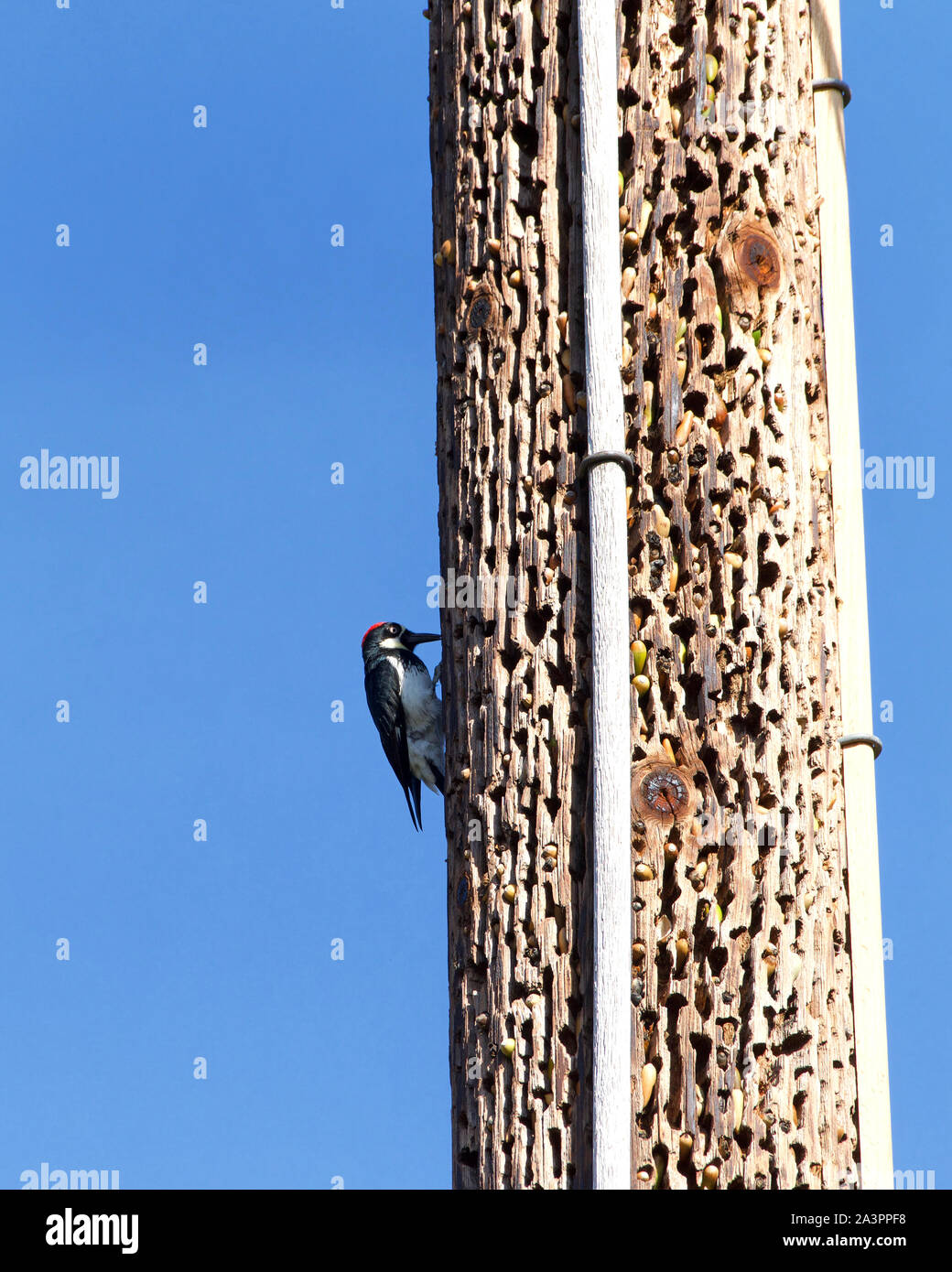 Pic d'acorn picorer sur un poteau de la ligne d'alimentation de l'insertion de glands. Recueillir des glands les oiseaux au printemps et en été et cram-les dans des trous dans les arbres pour Banque D'Images