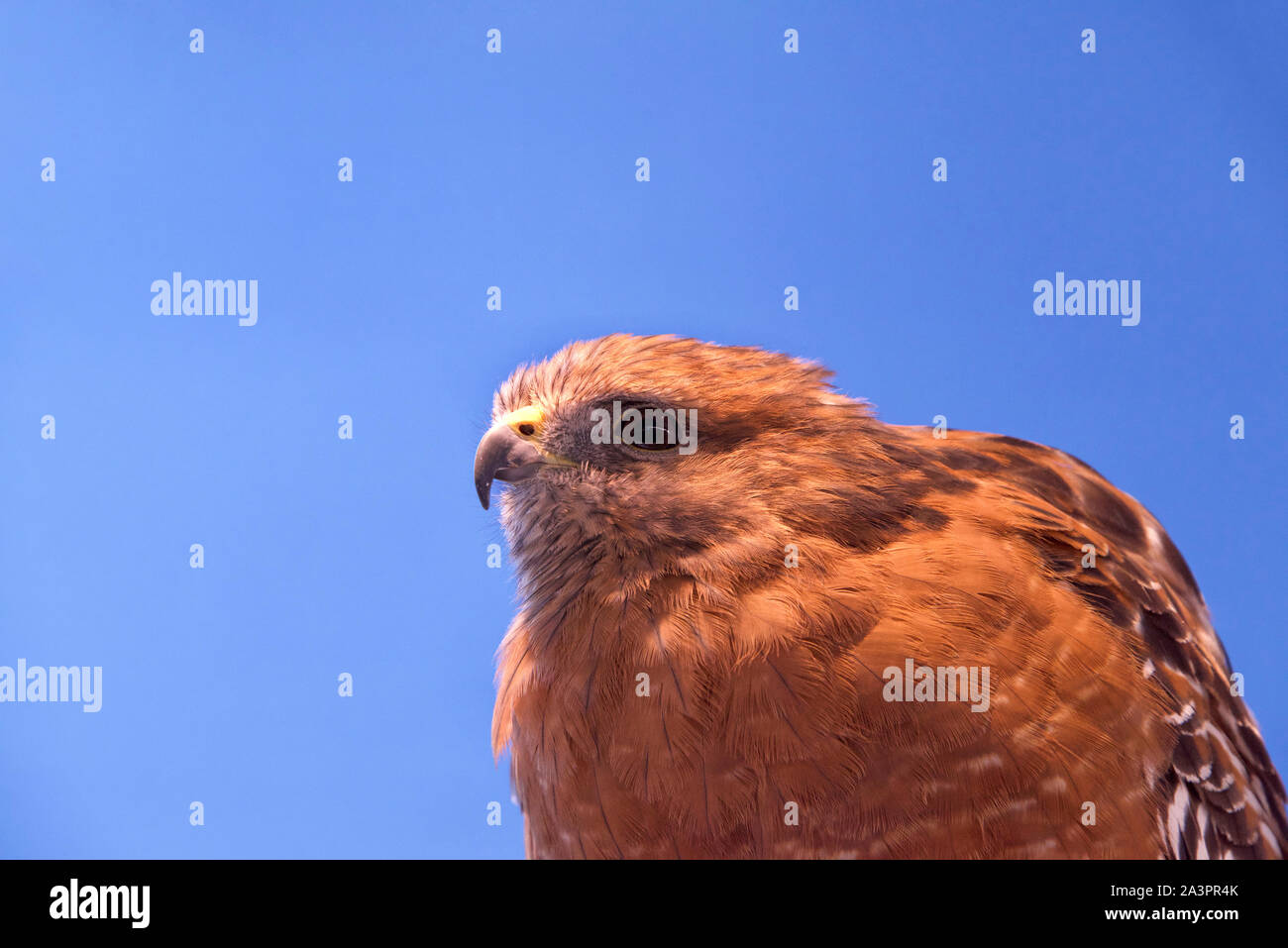 Red Tailed Hawk Portrait Profile Photos Red Tailed Hawk