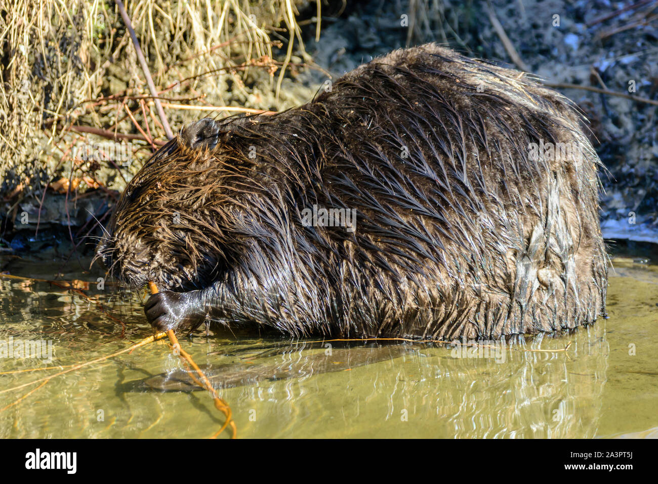 Castor du Canada, Castor canadensis, Burnaby Lake Regional Park, Burnaby, Colombie-Britannique, Canada Banque D'Images